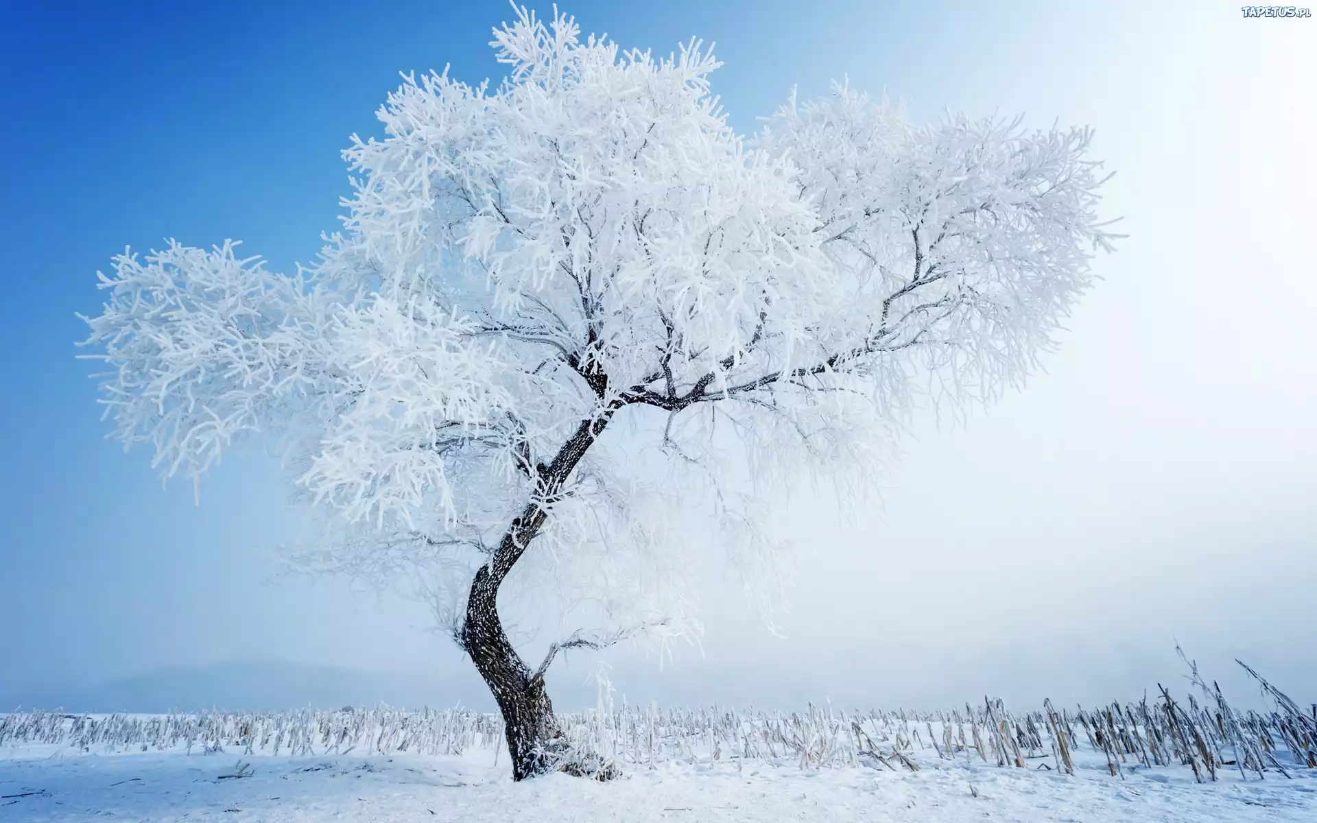 природа зима снег деревья nature winter snow trees загрузить