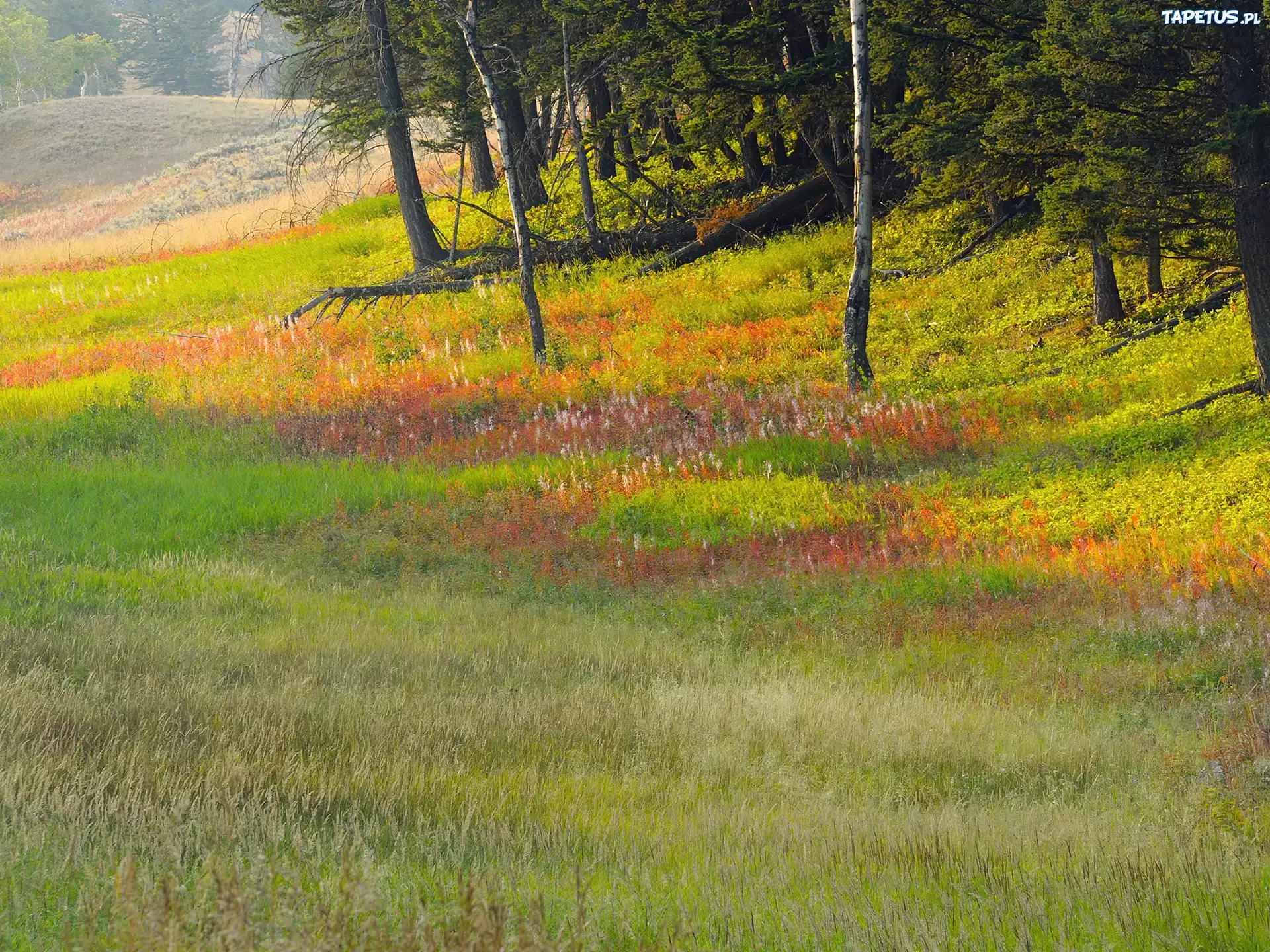 Las, Polana, Łąka, Park Narodowy Yellowstone, Wyoming