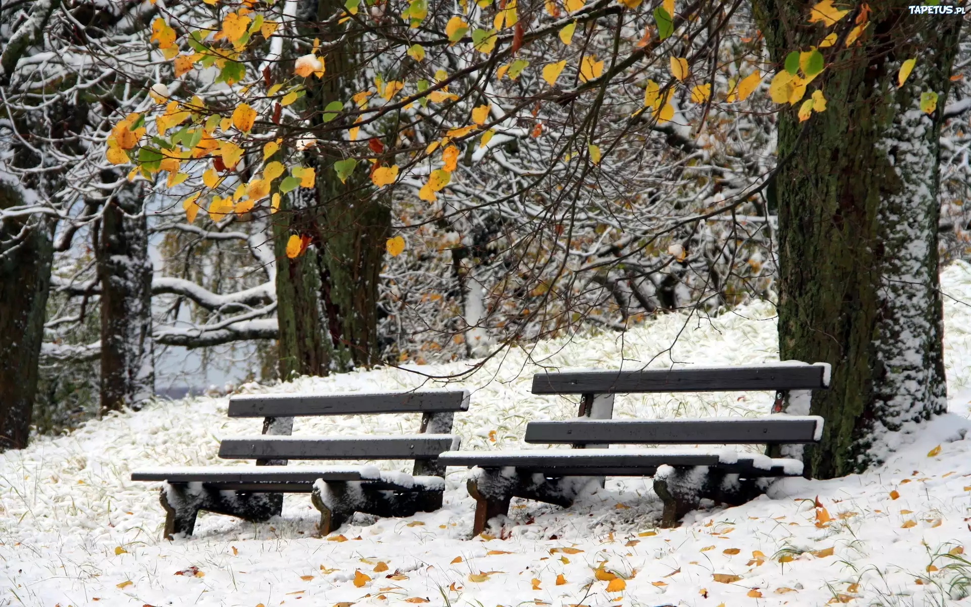 Park, Drzewa, Ławki, Zima