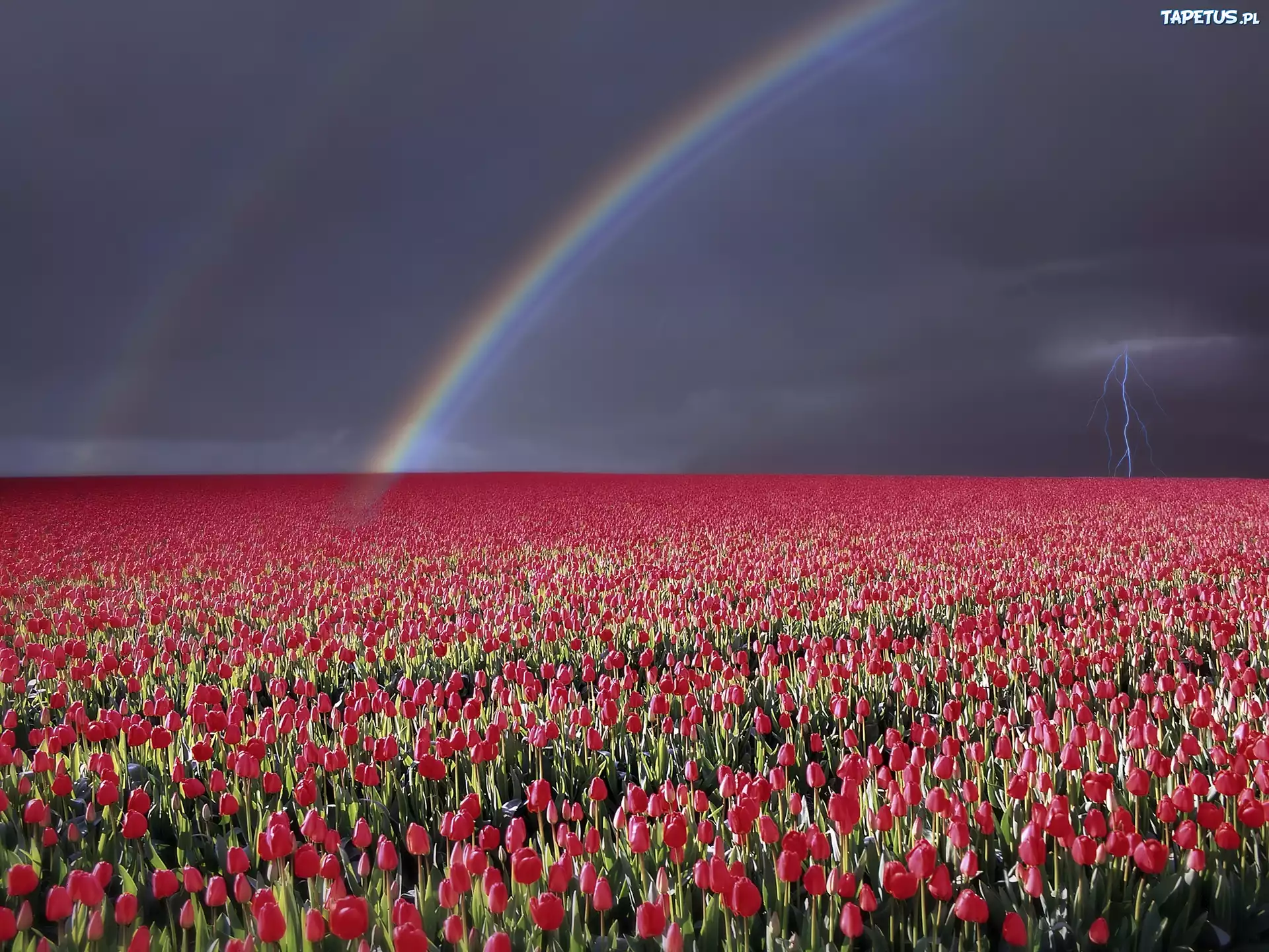 Błyskawica, Tęcza, Pole, Tulipanów