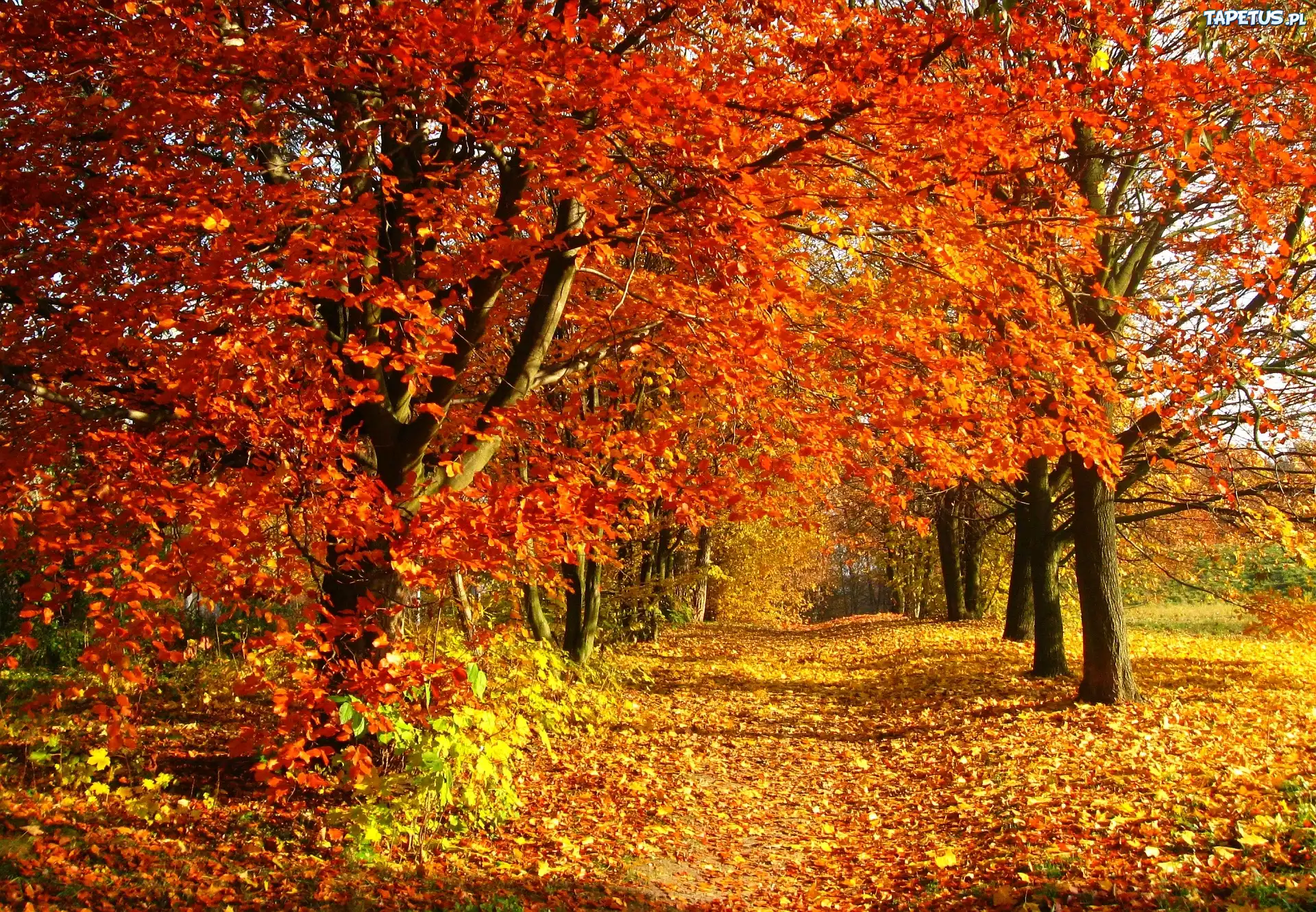 Park, Jesień, Liście, Droga, Drzewa