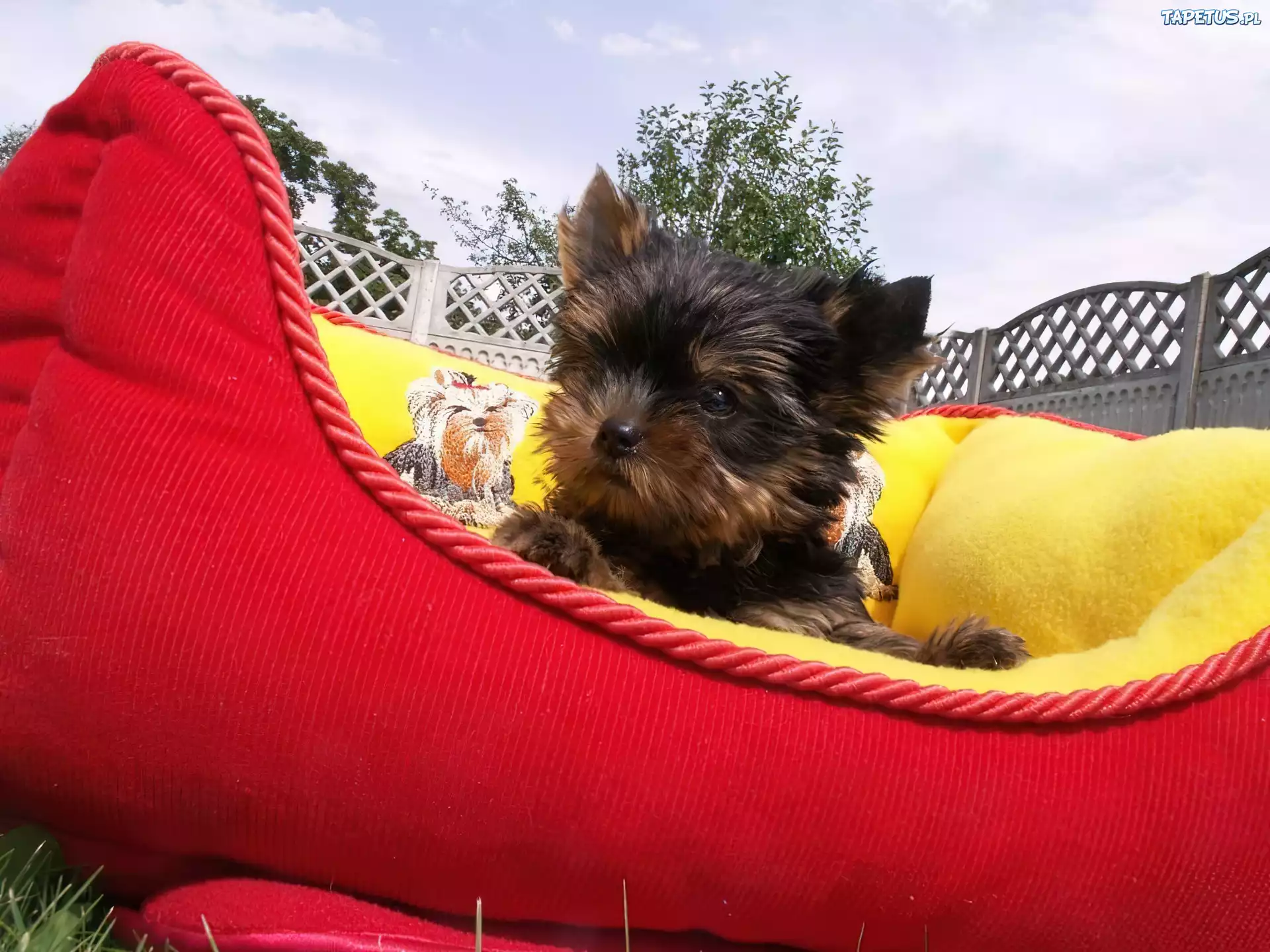 Szczeniaczek, Yorkshire Terrier, Legowisko