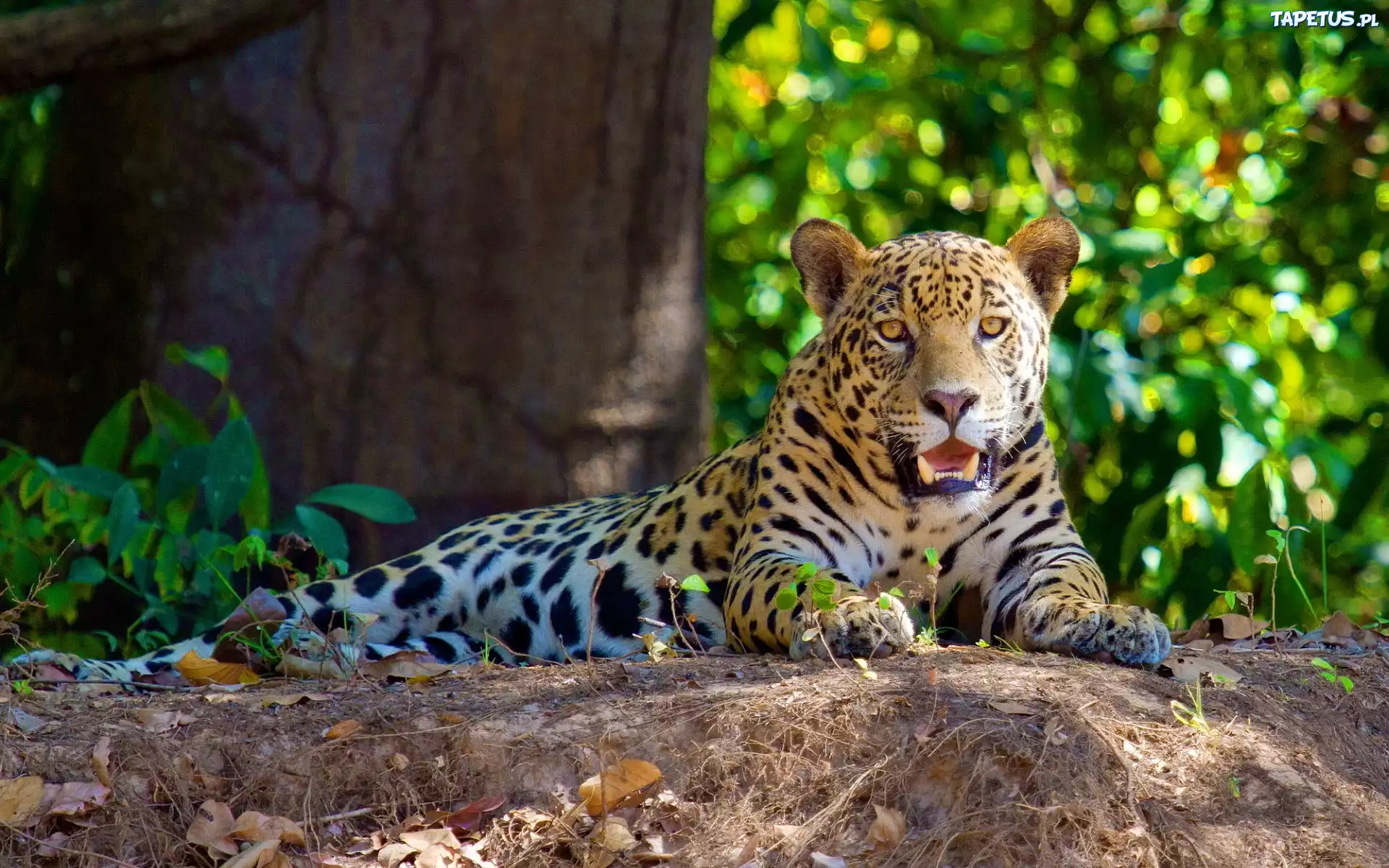 Leżący, Jaguar, Las