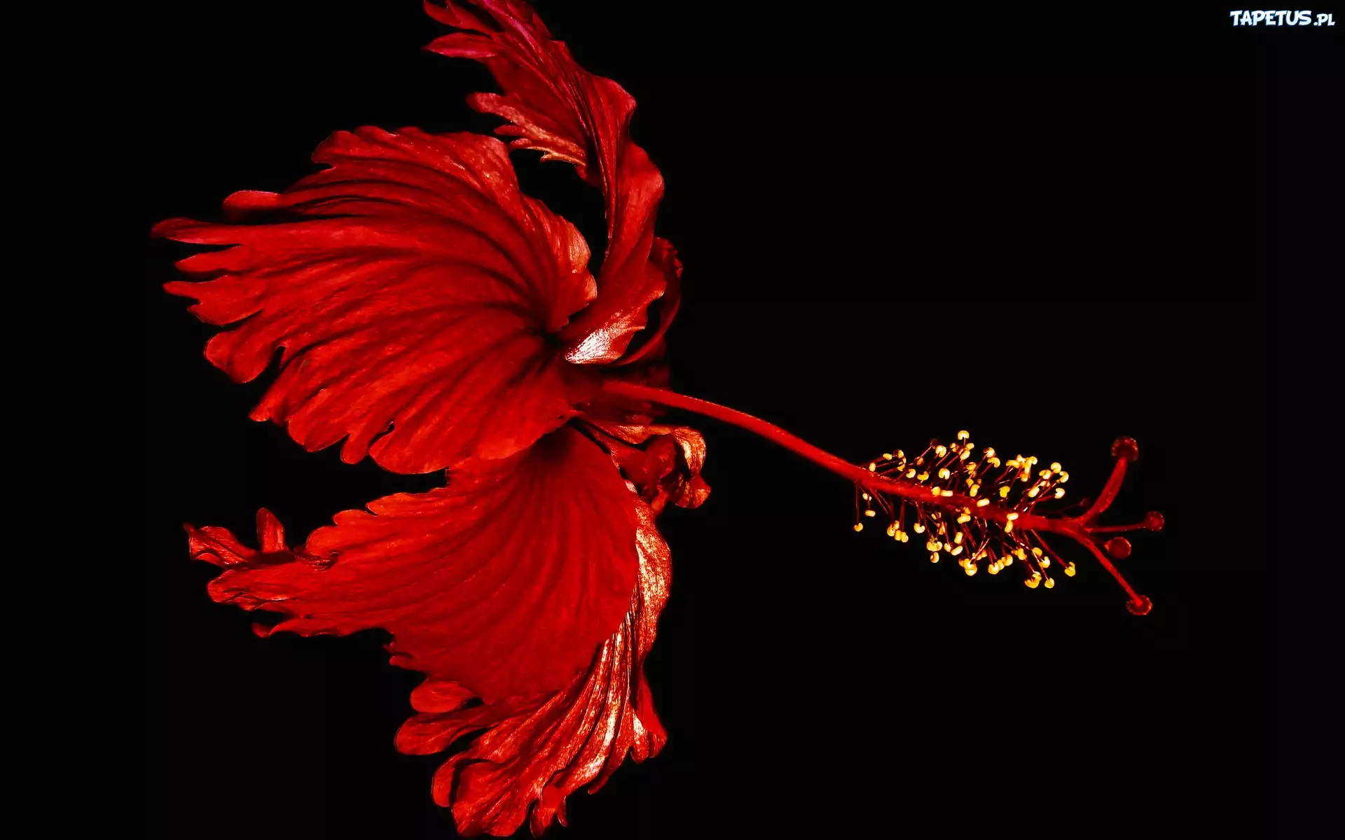 Kwiat, Czerwony, Hibiskus