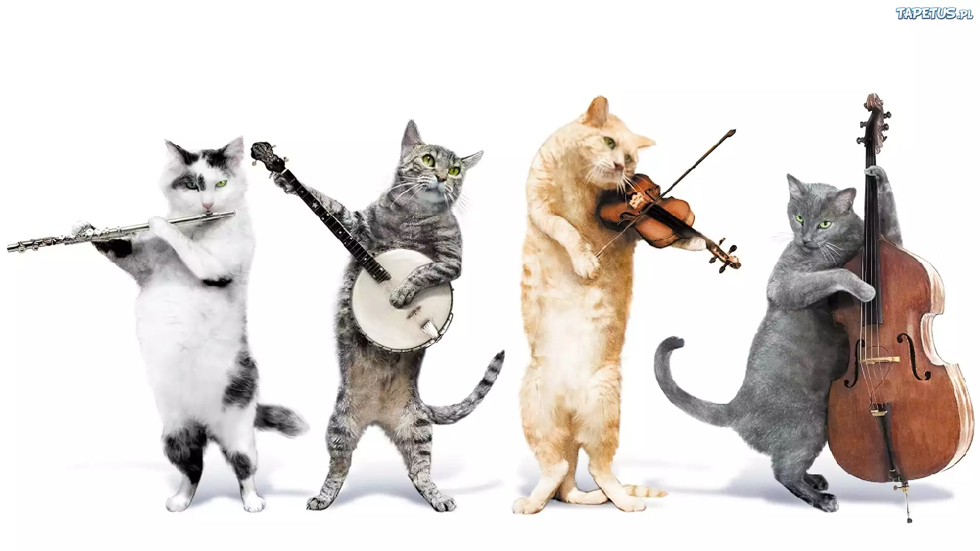 Kocia, Orkiestra, Instrumenty
