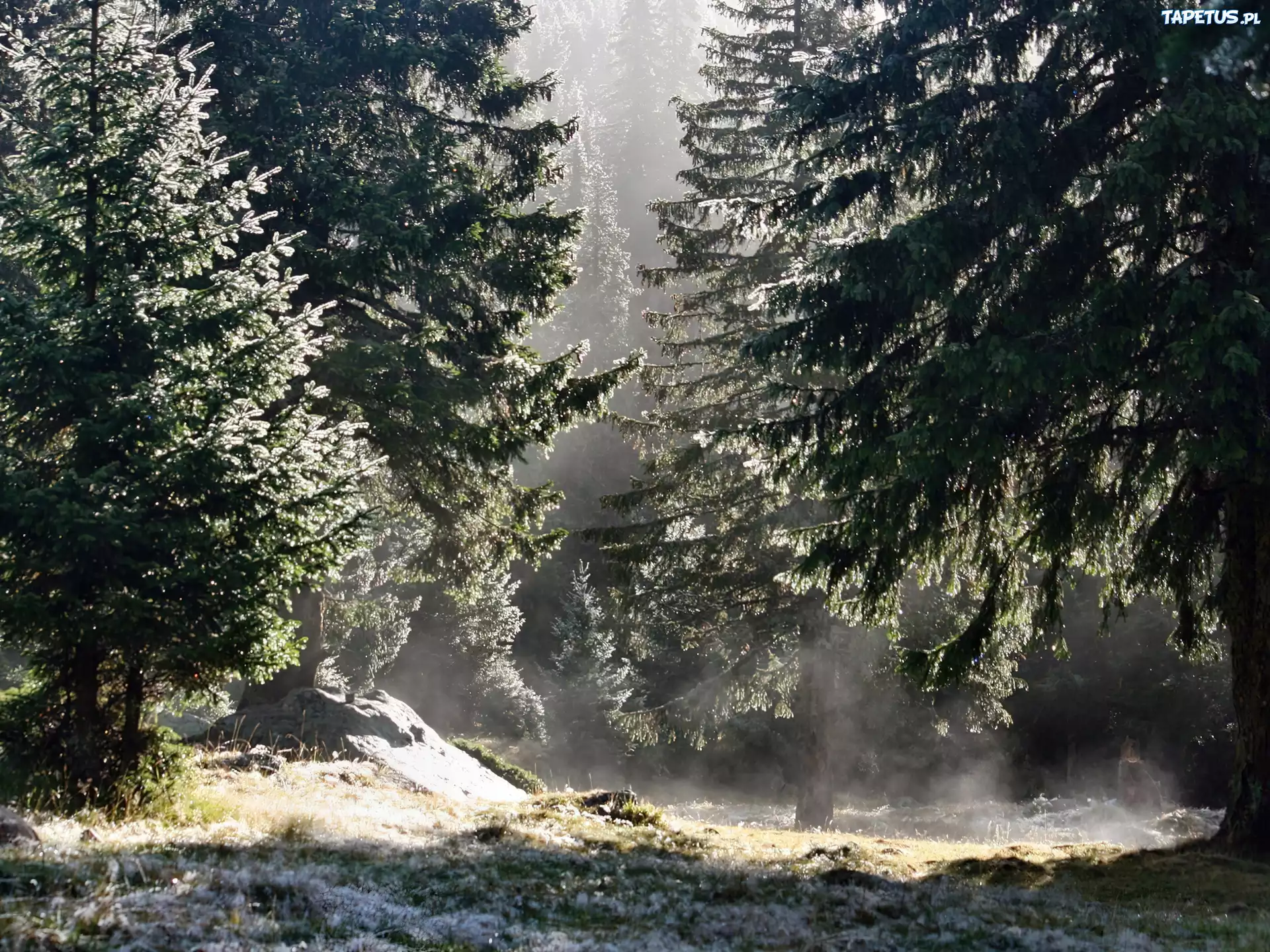 Las, Poranek, Pierwszy, Śnieg