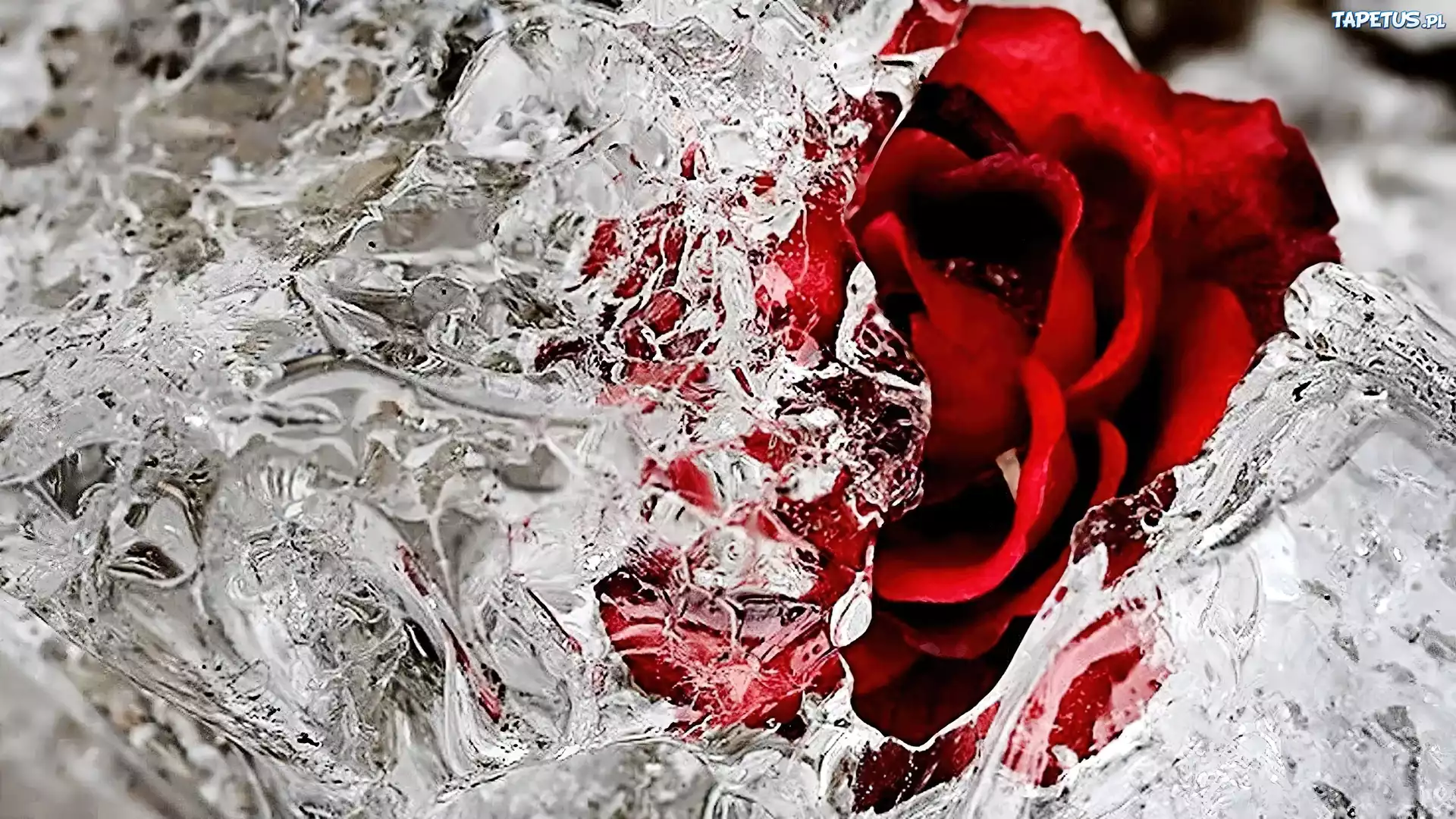 Розы в горячую воду. Цветы во льду. Ледяные цветы.