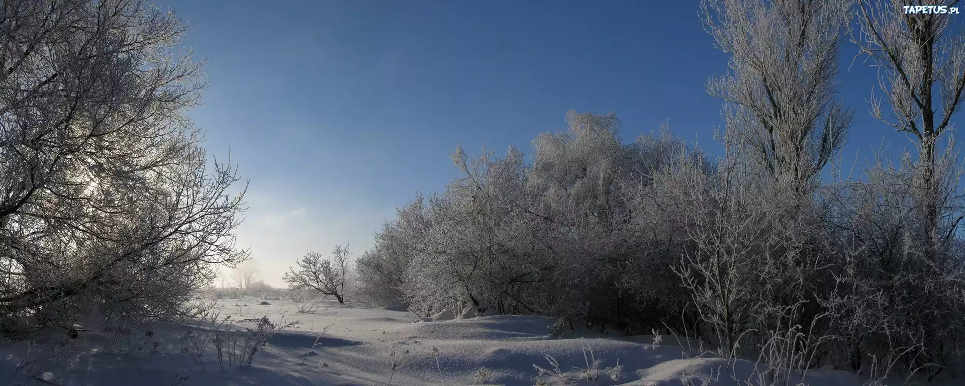 Drzea, Krzewy, Śnieg, Niebo