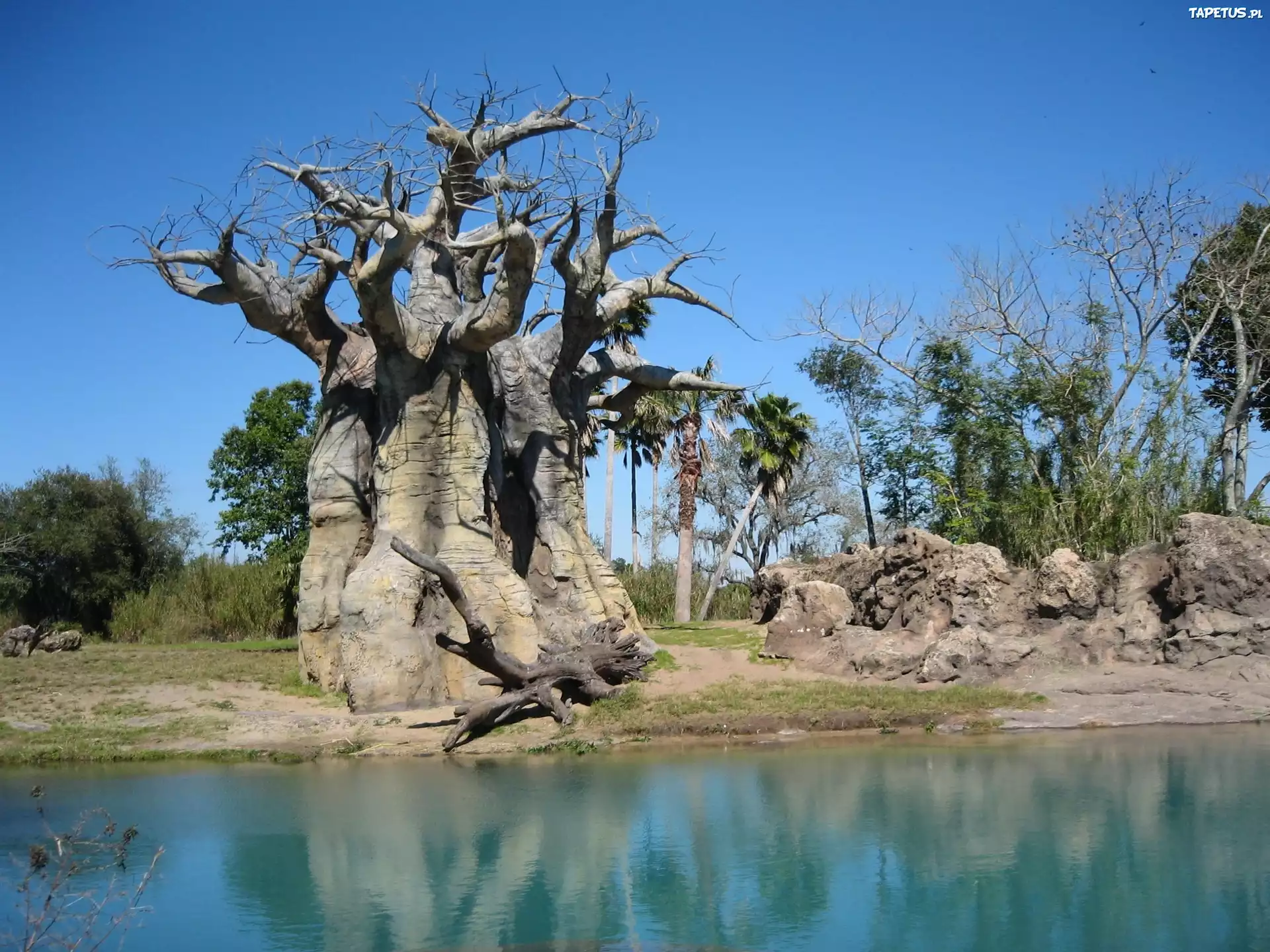 Drzewa, Baobab, Rzeka, Skałki, Niebo
