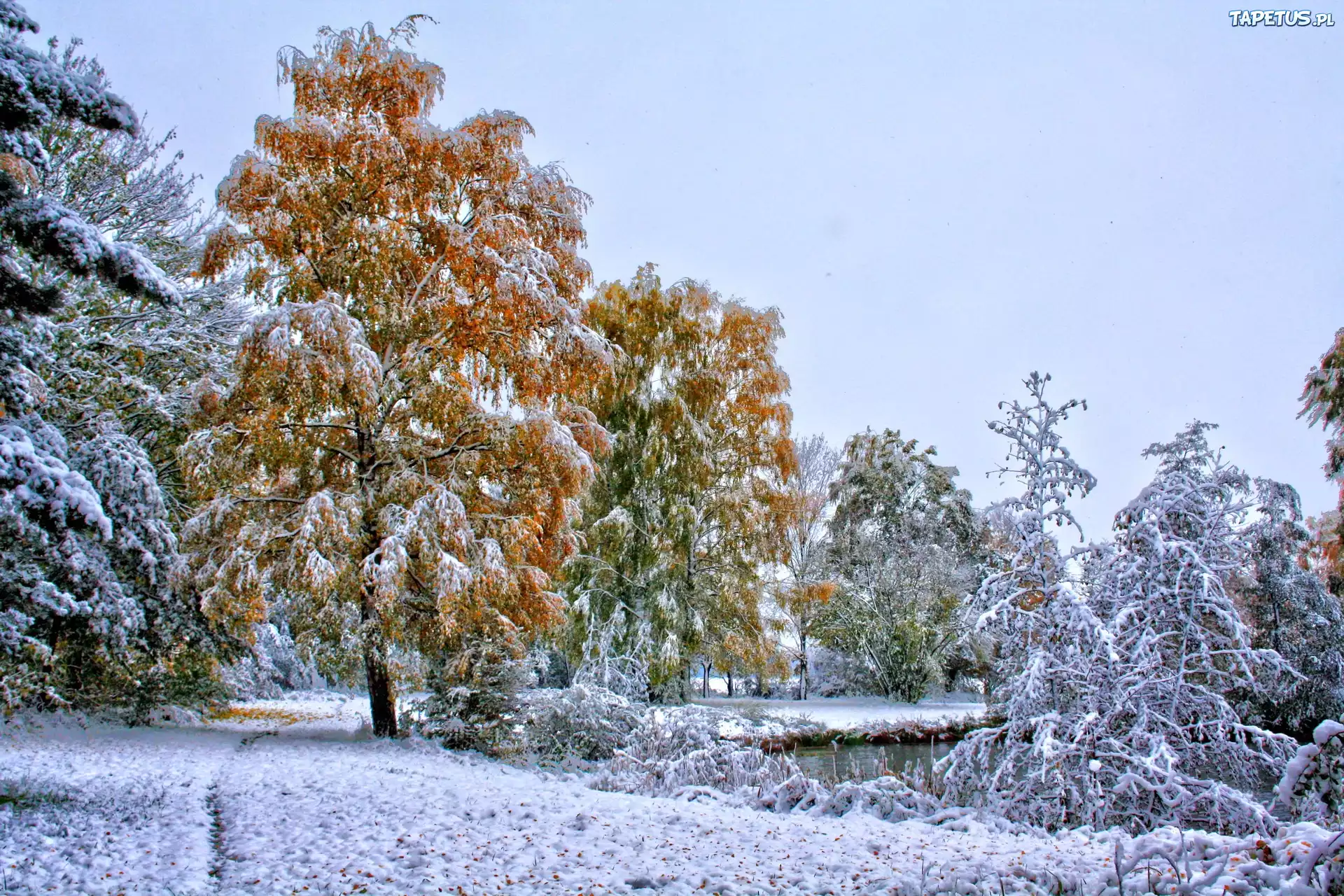 Drzewa, Szadź, Śnieg