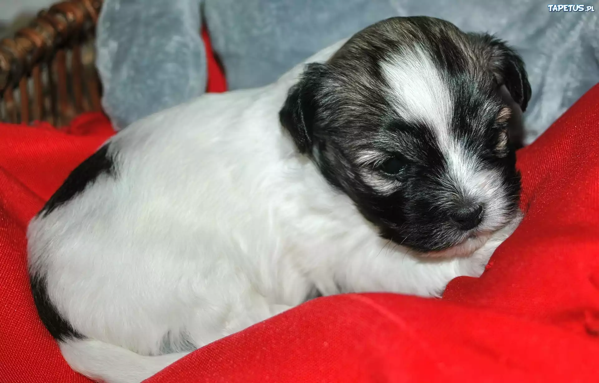 Szczeniaczek, Bichon