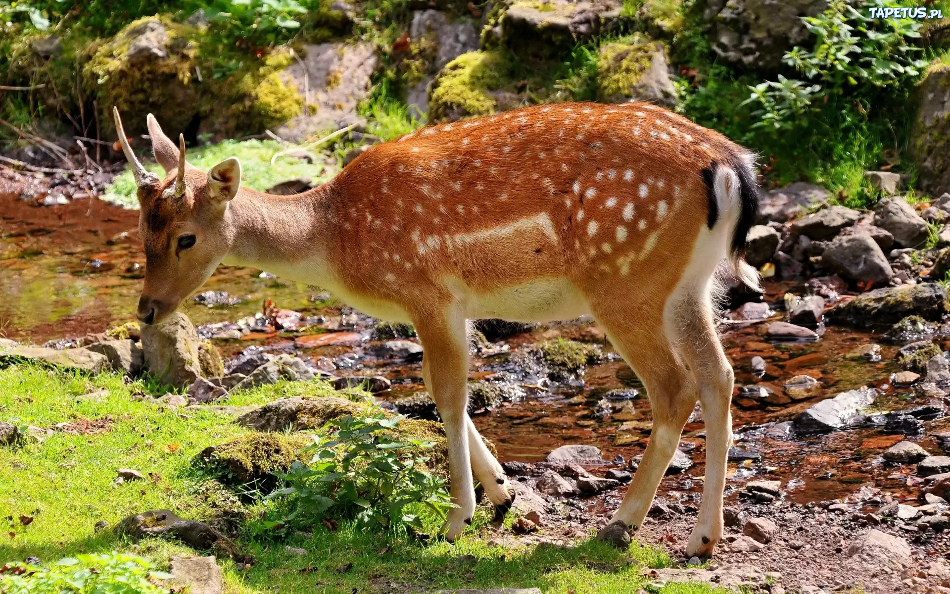 Młody, Jelonek, Rzeka, Trawa, Kamienie