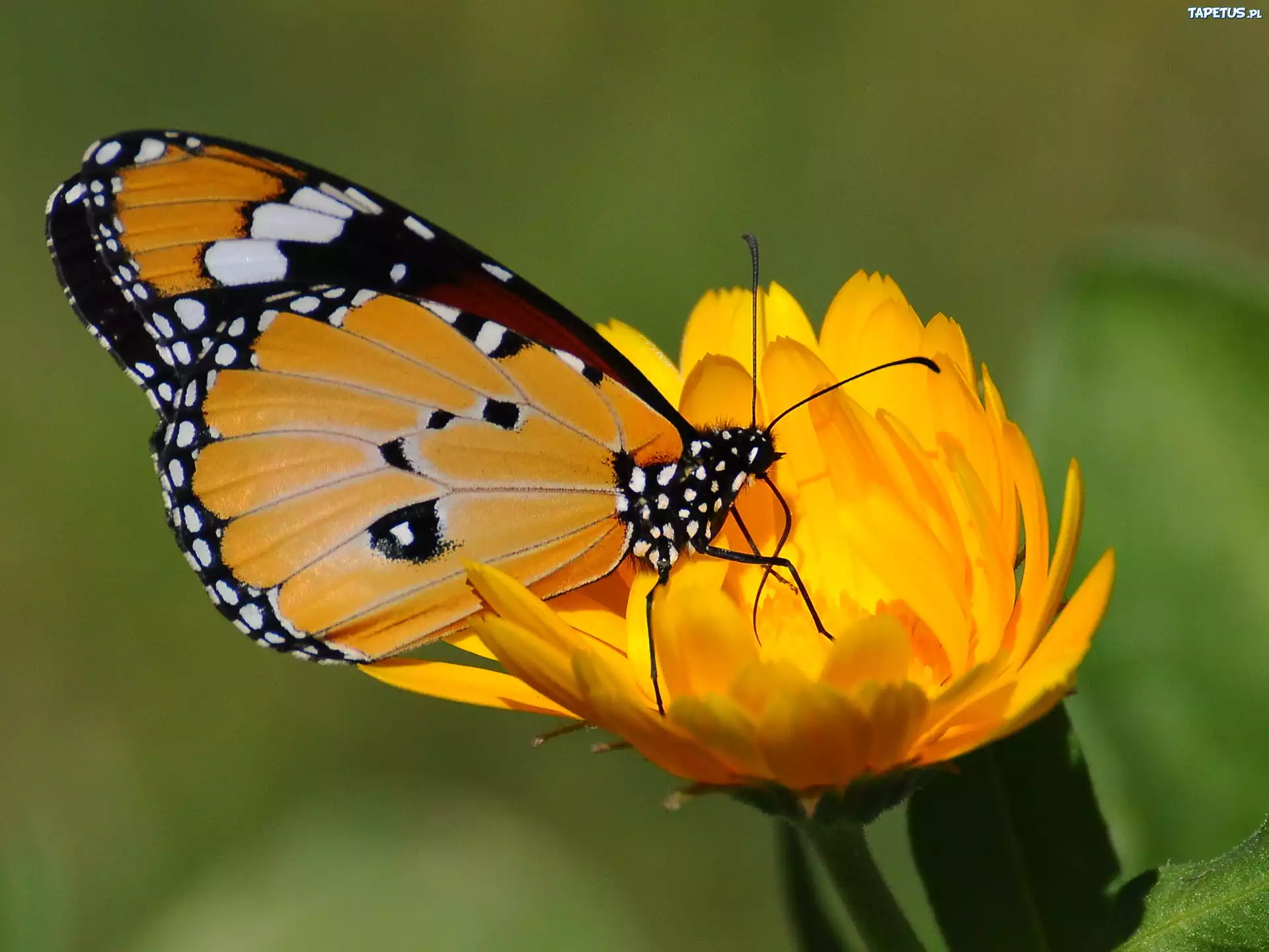 Motyl, Żółty, Kwiat