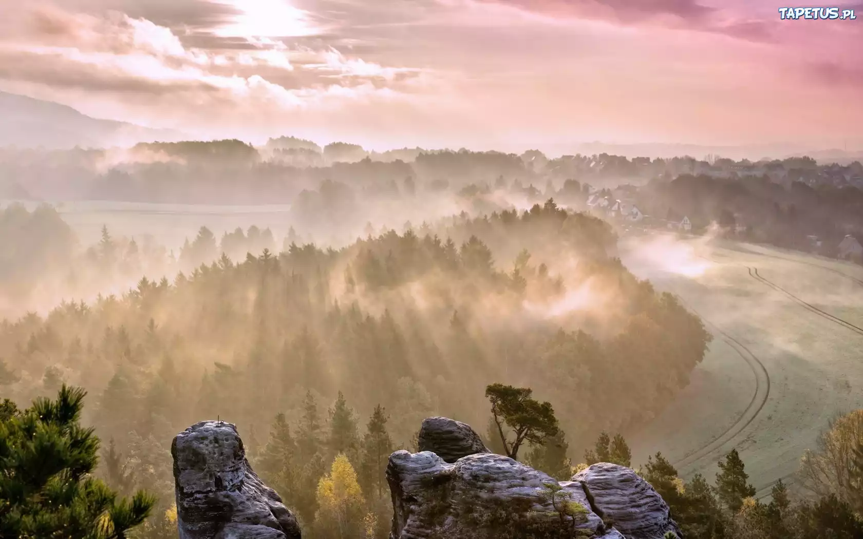 Skały, Drzewa, Las, Mgła