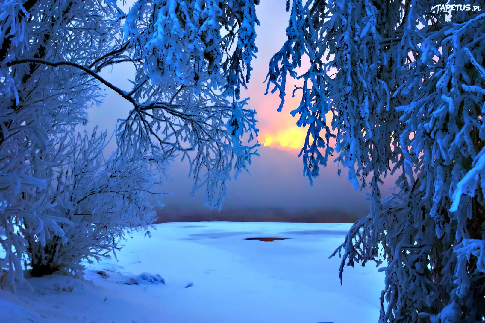 Drzewa, Śnieg