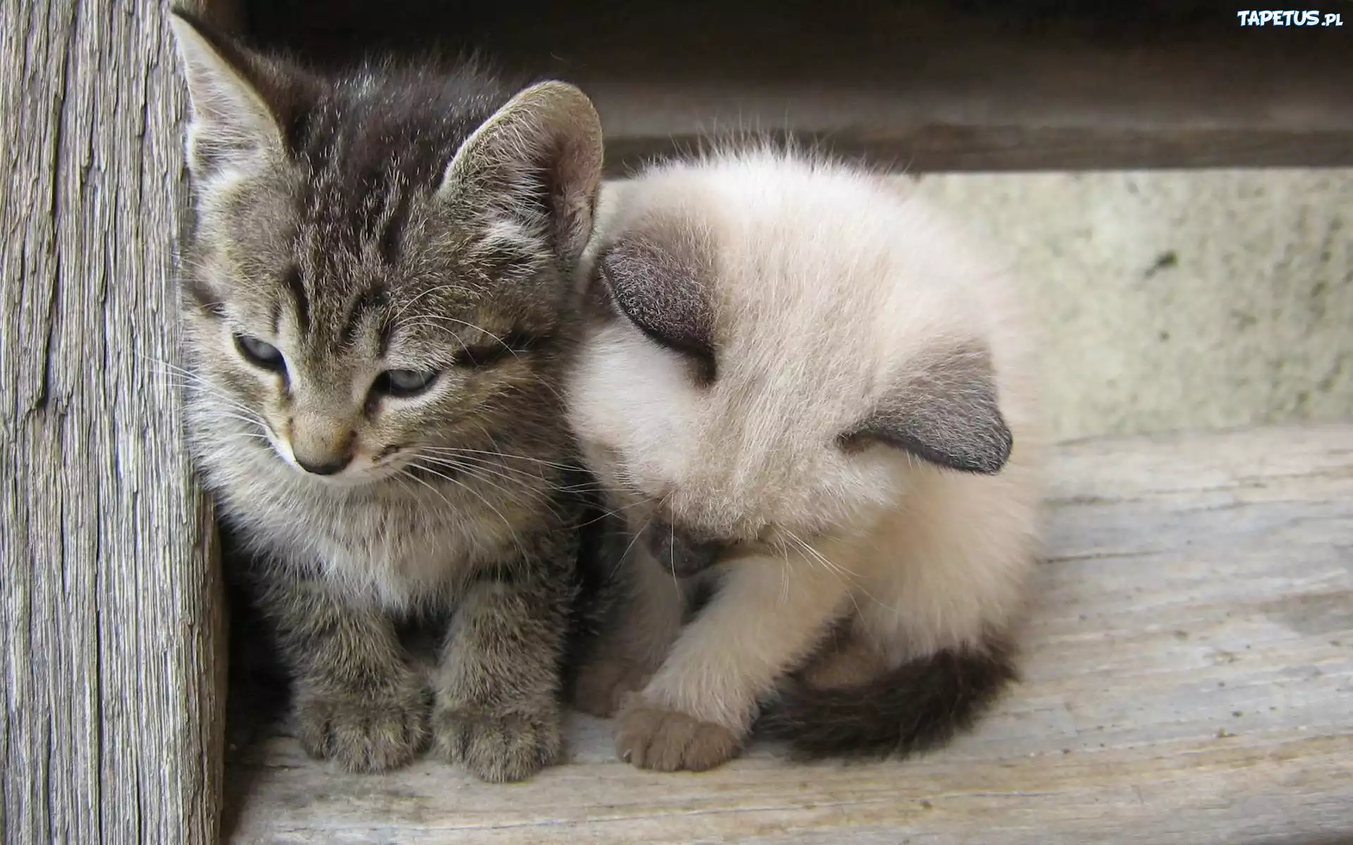 Kotki, Maluchy, Kumple