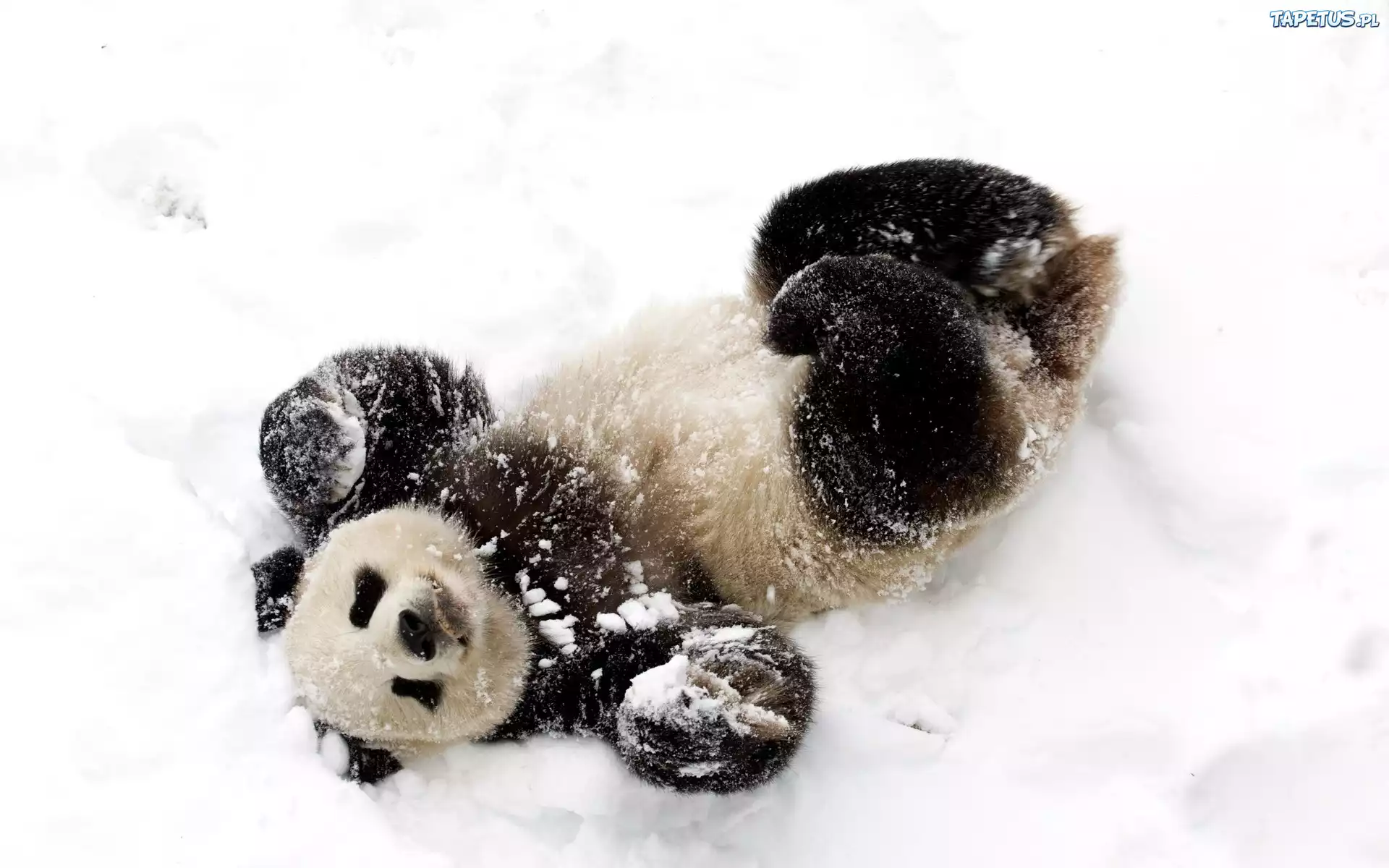 Miś, Panda, Śnieg, Zima