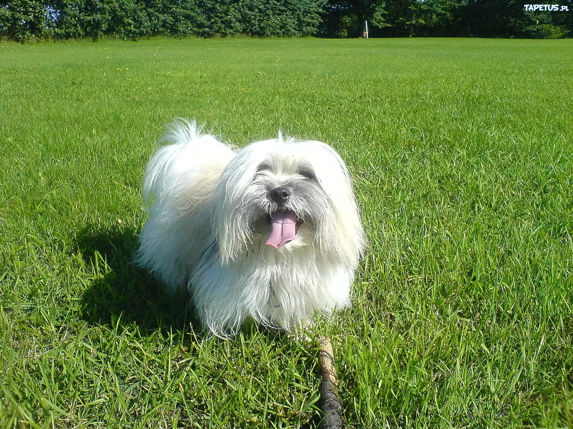 Piesek, Coton de Tulear, Łąka