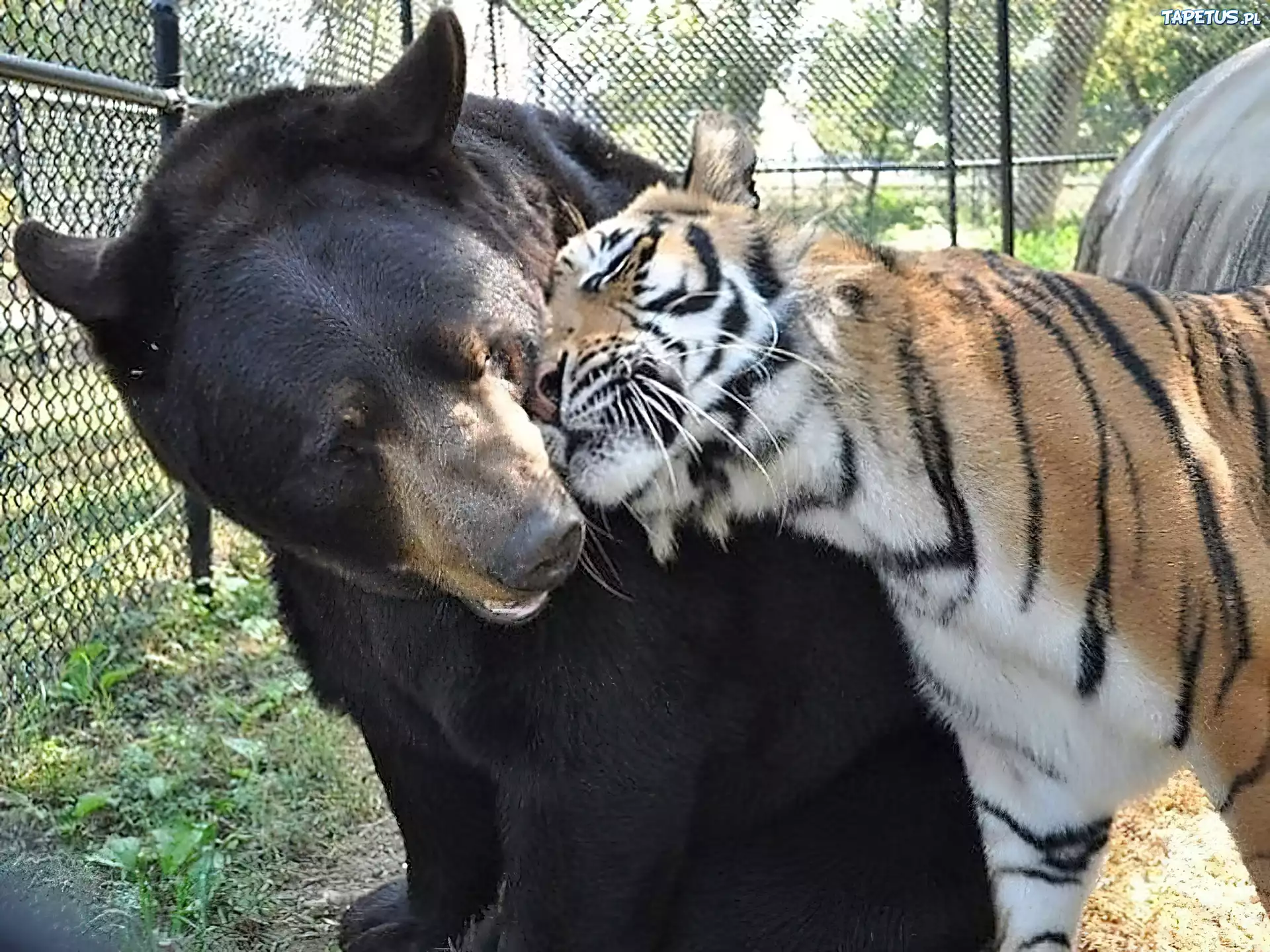 Przyjaźń, Niedźwiedź, Tygrys