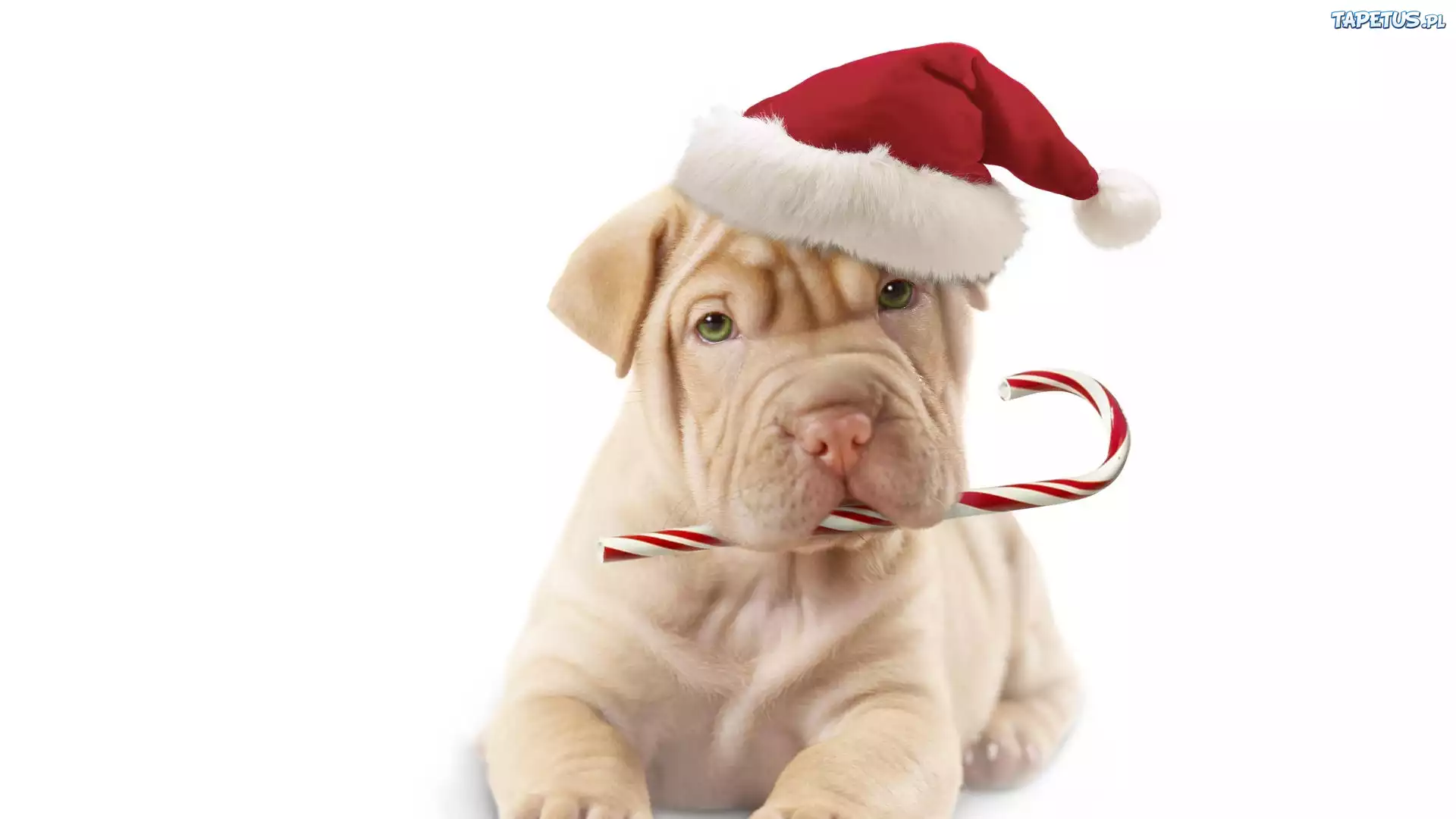 Shar Pei, Czapka, Mikołaja