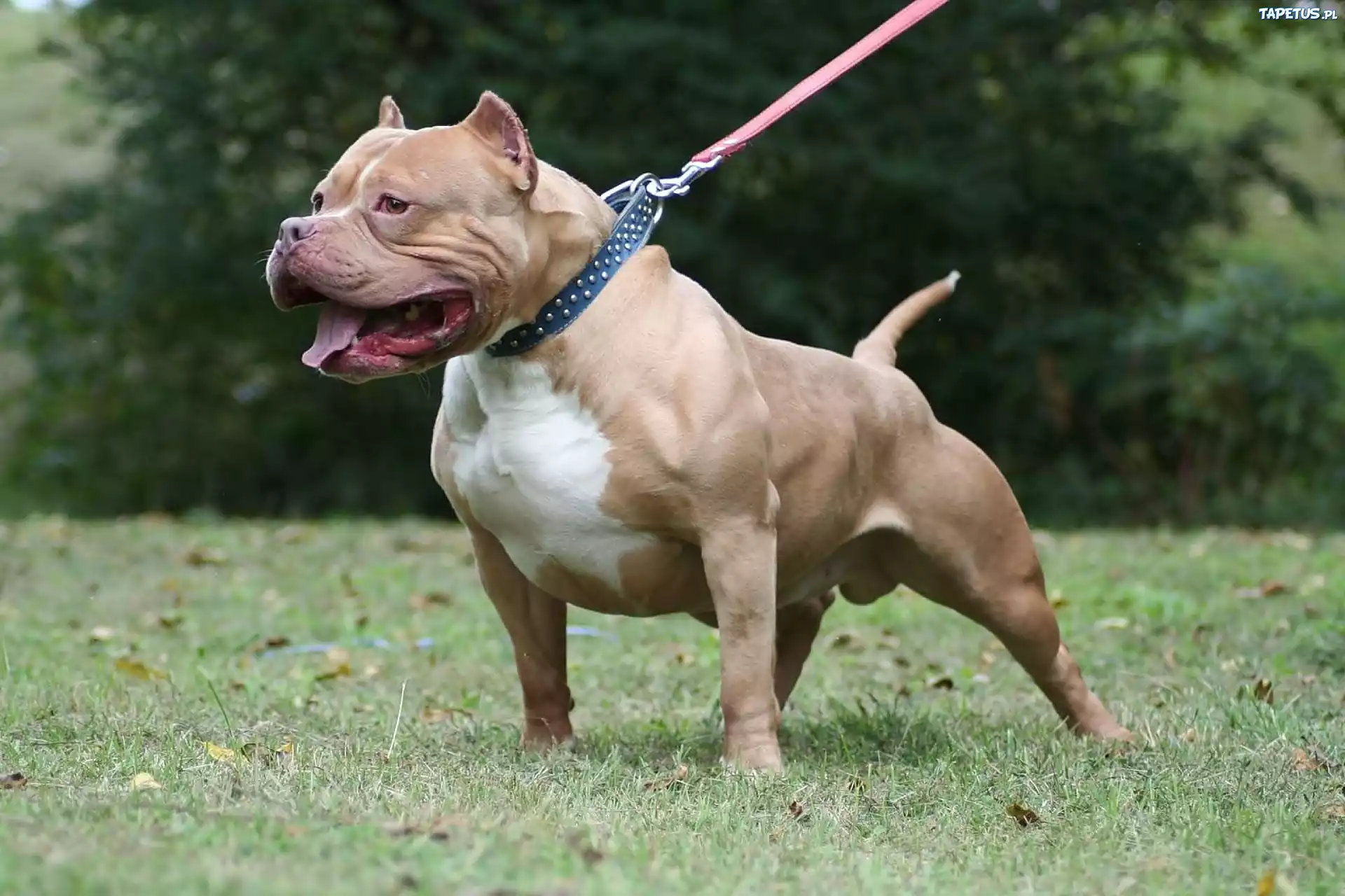 Pit Bull, Smycz