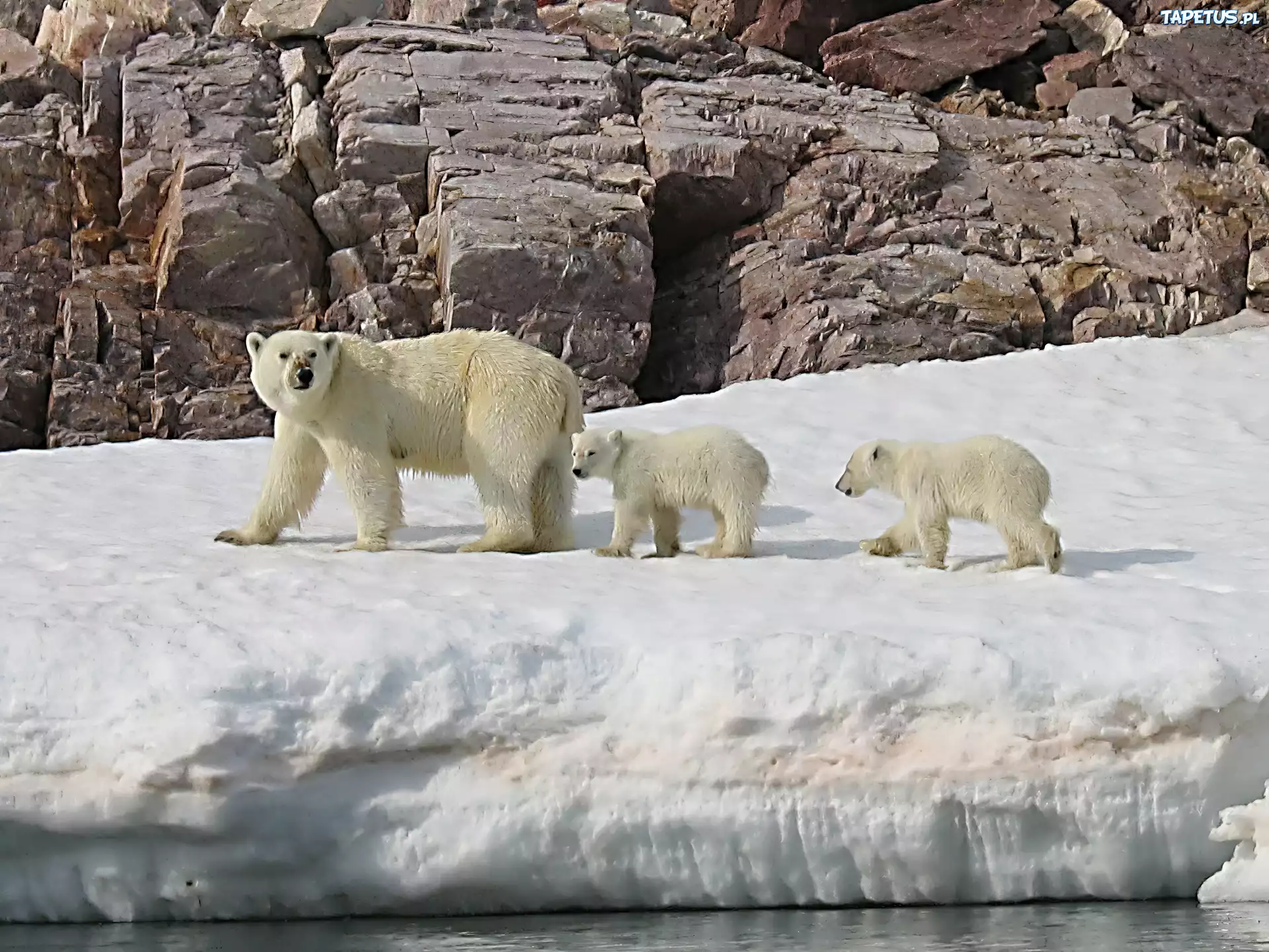 Niedzwiedź Polarny, Mama, Dzieci, Lód, Skała