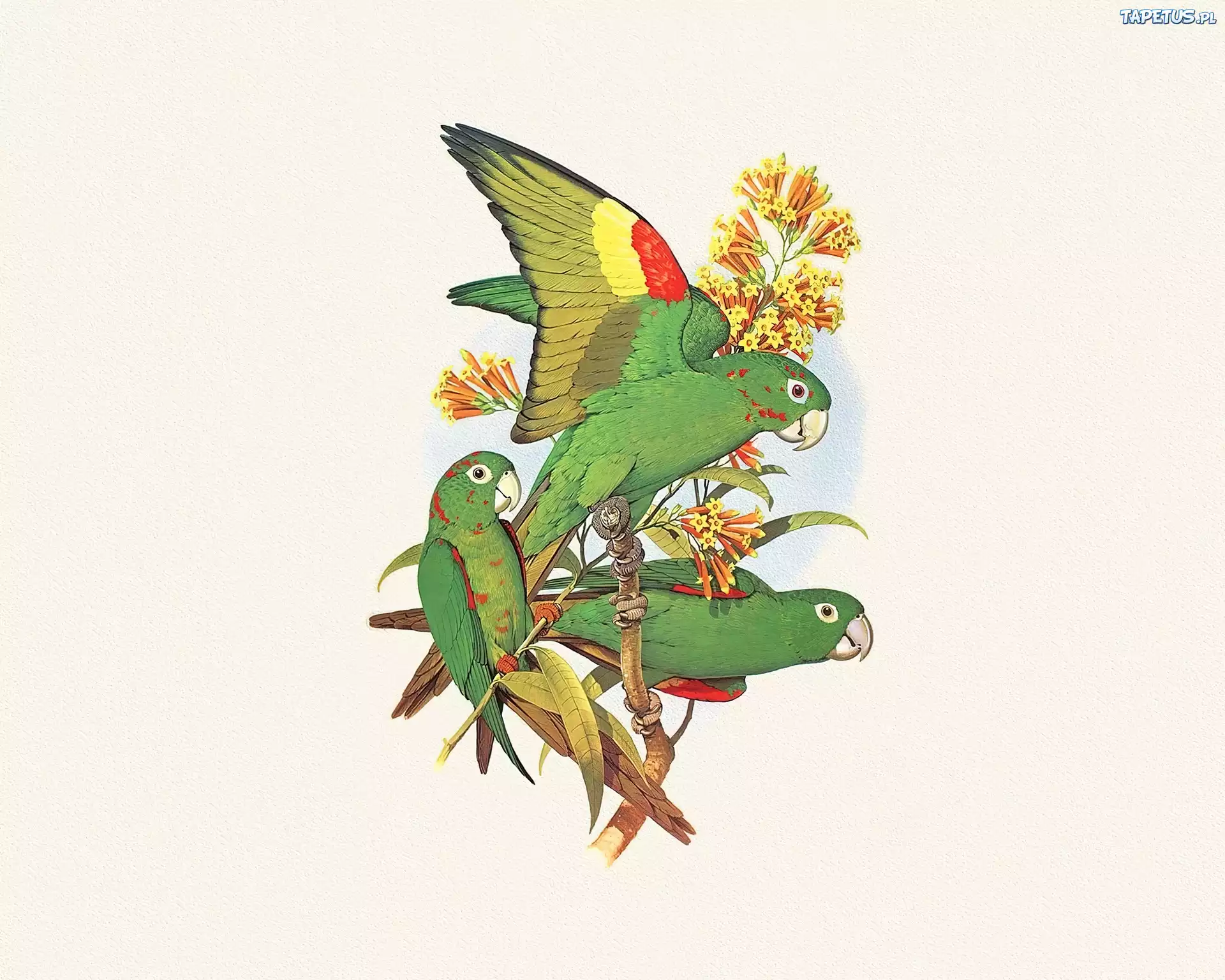 Zielone, Papugi, Edward Lear