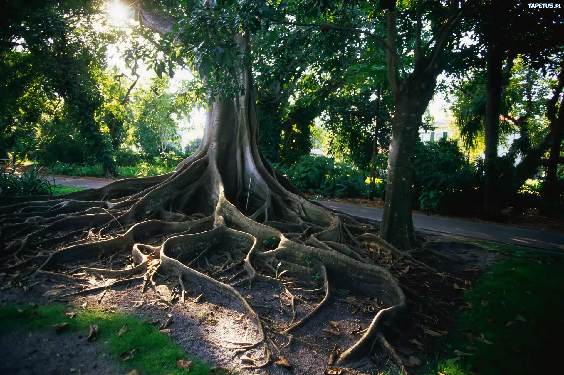 Park, Drzewa, Korzeń