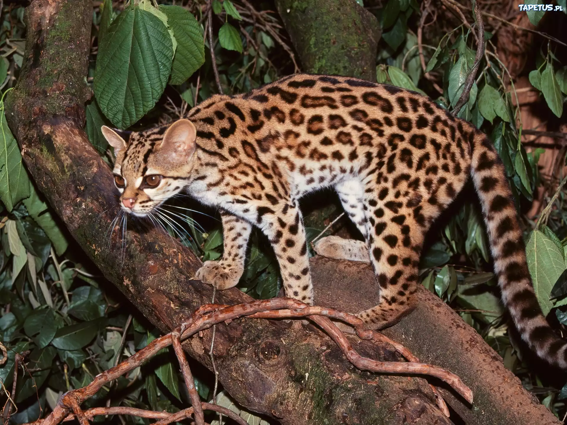 Margay, Drzewo, Liście