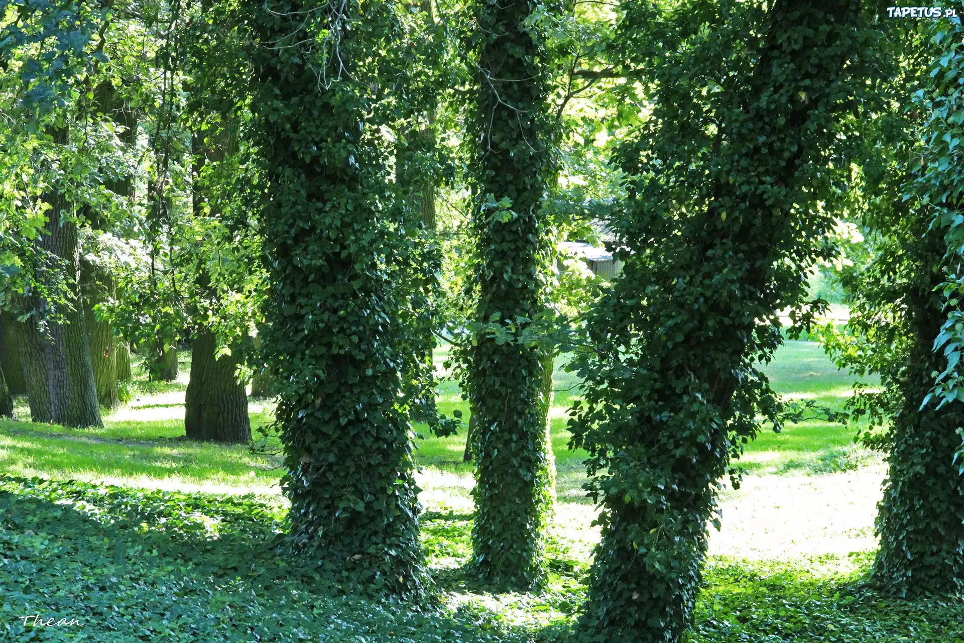 Drzewa, Porośnięte, Bluszczem