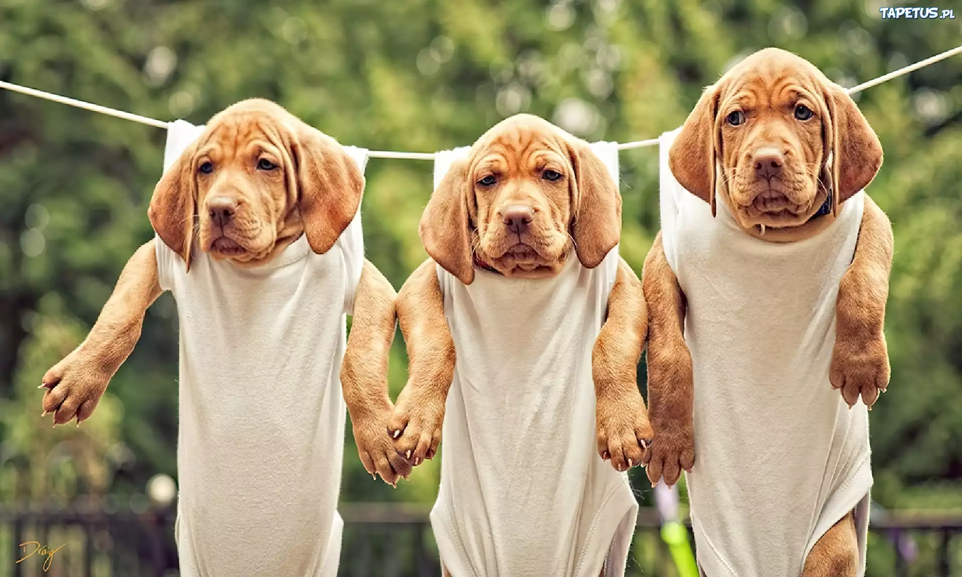 Trzy, Pieski, Na, Sznurku, Dog de Bordeaux