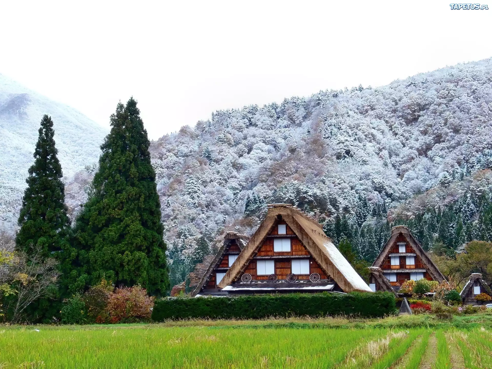 Góry, Lasy, Domki