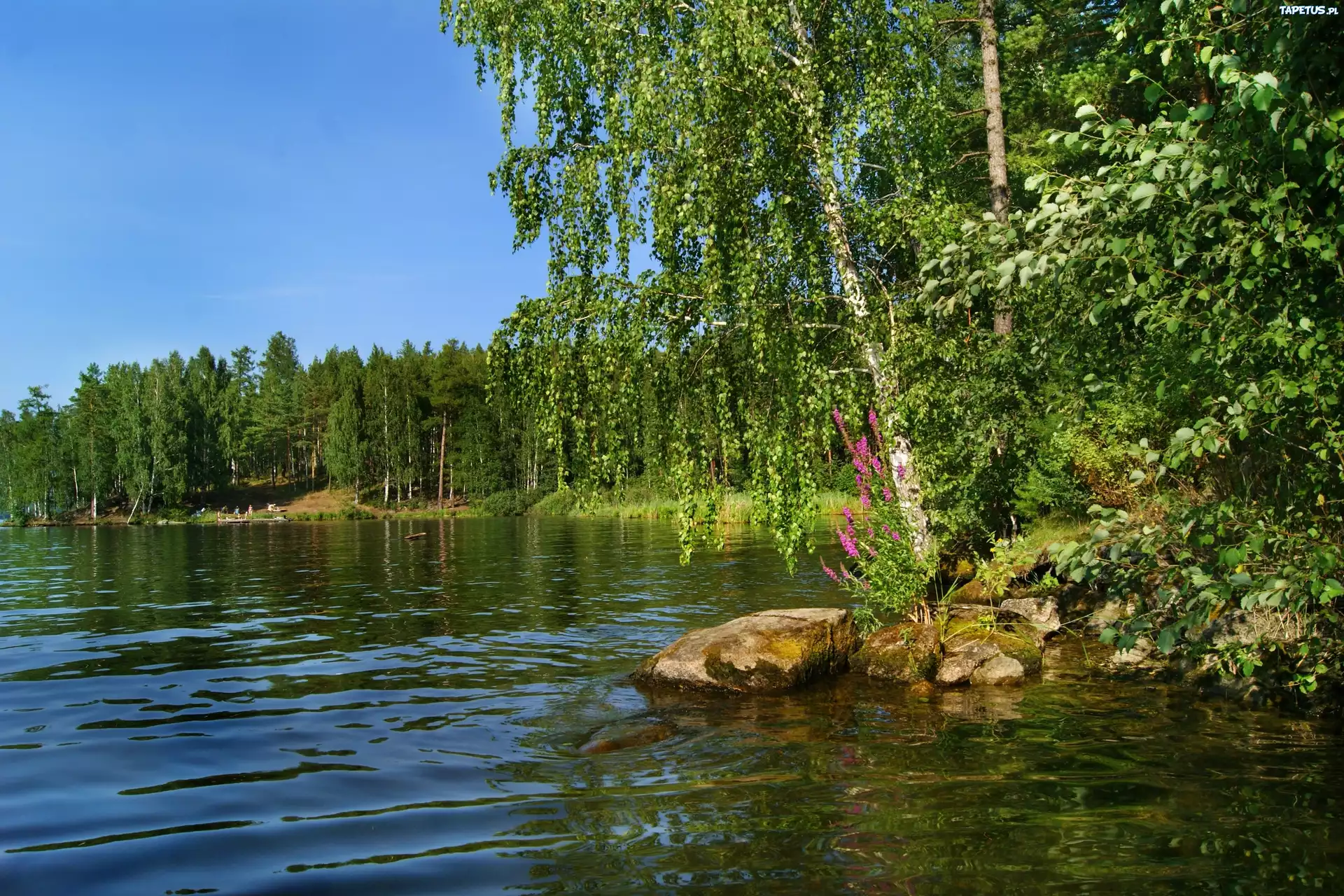 Jezioro, Las, Brzeg, Drzewo