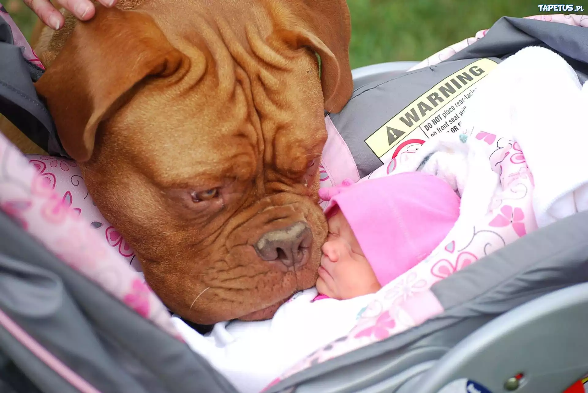 Niemowlak, Wózek, Pies, Dog de Bordeaux