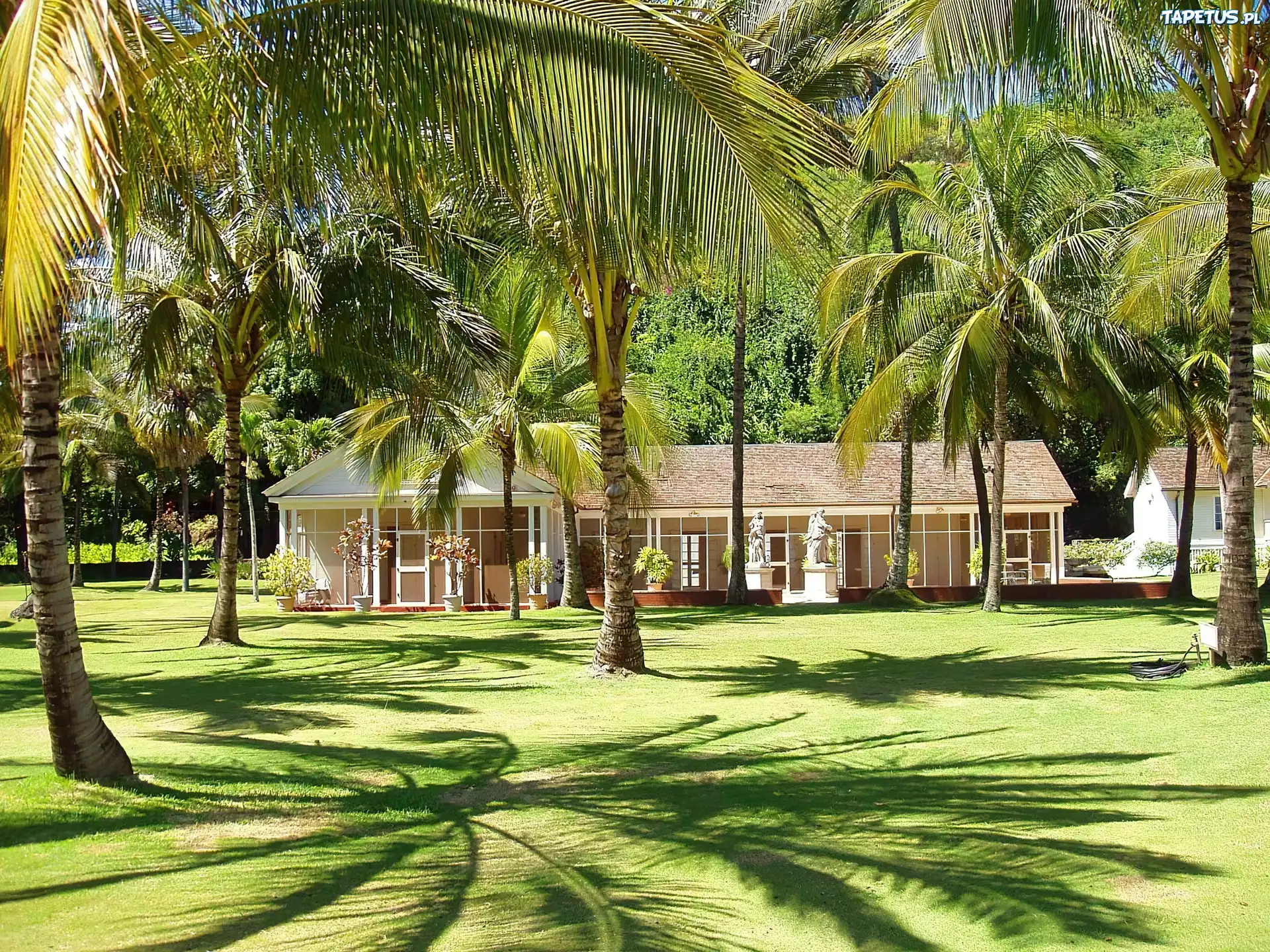 Ogród, Dom, Palmy, Kauai, Hawaje
