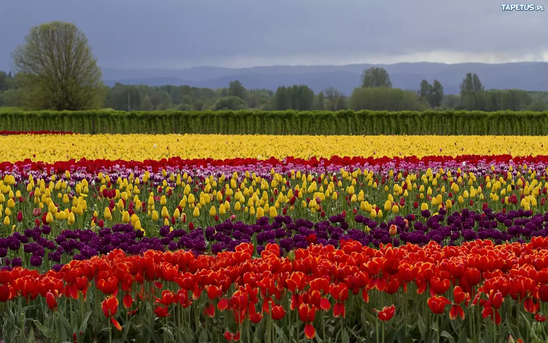 Kolorowe, Tulipany, Drzewa