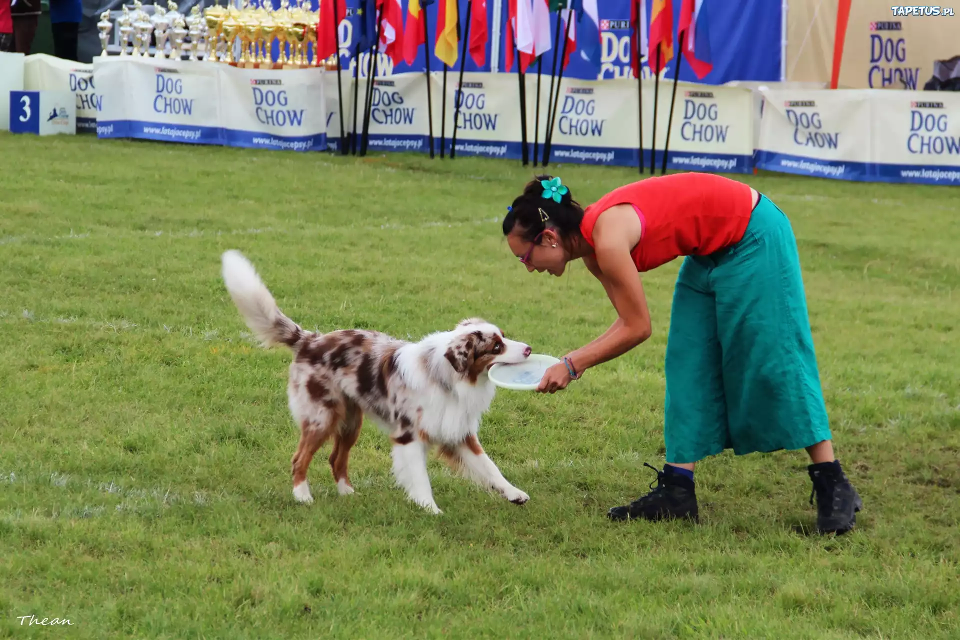 Pies, Border Collie, Kobieta, Frisbee, Aportowanie