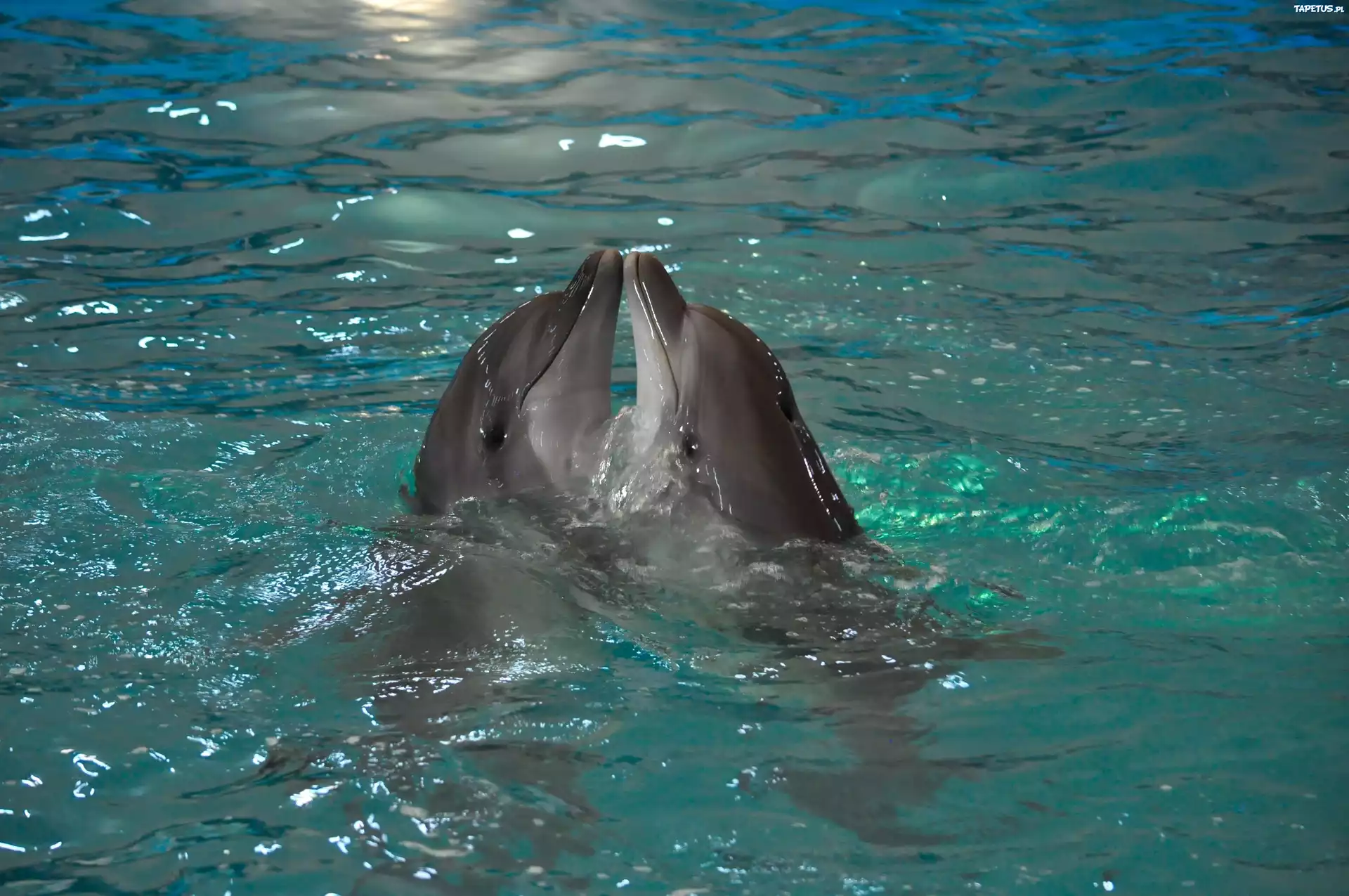 Dwa, Delfiny