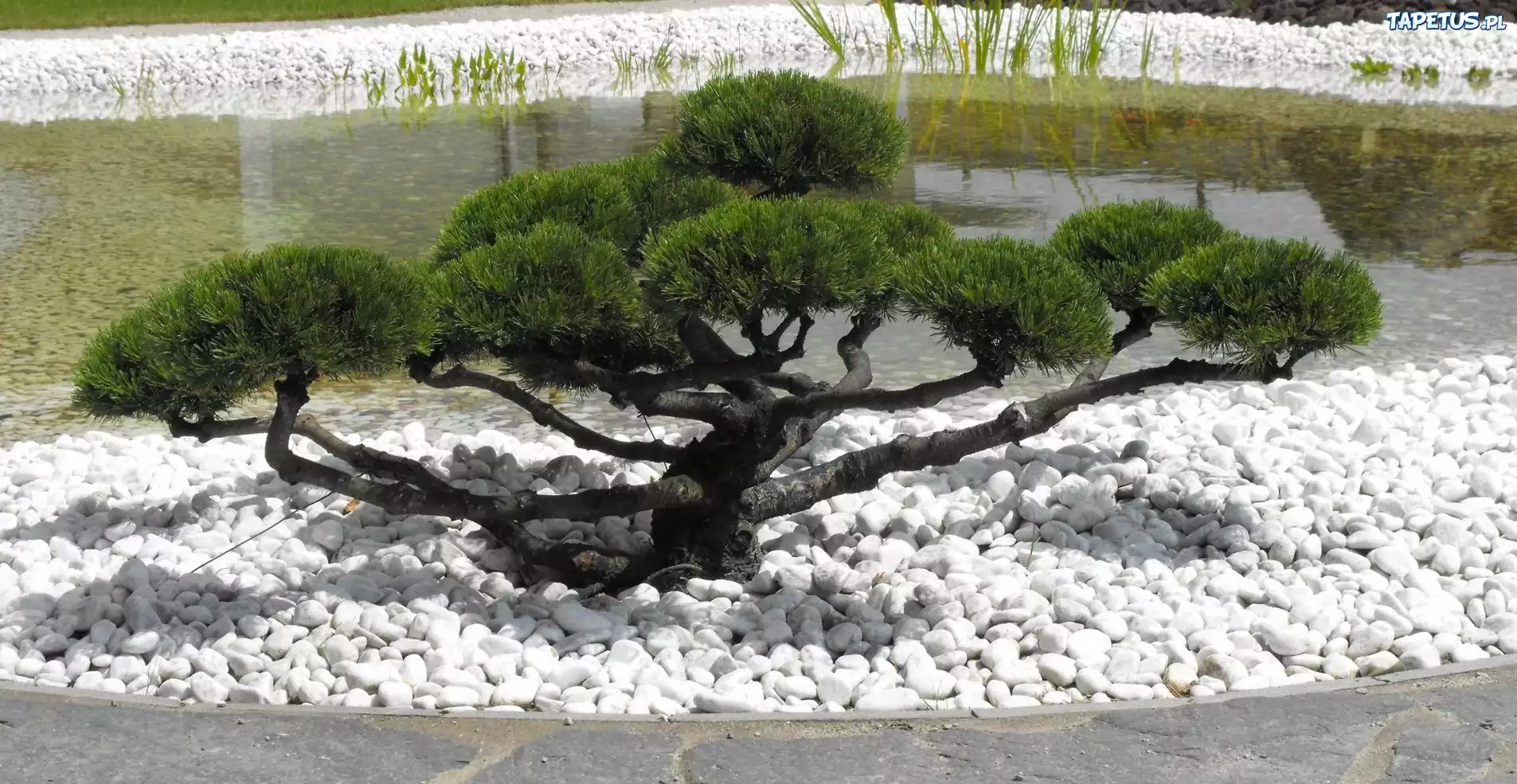 Drzewko, Bonsai