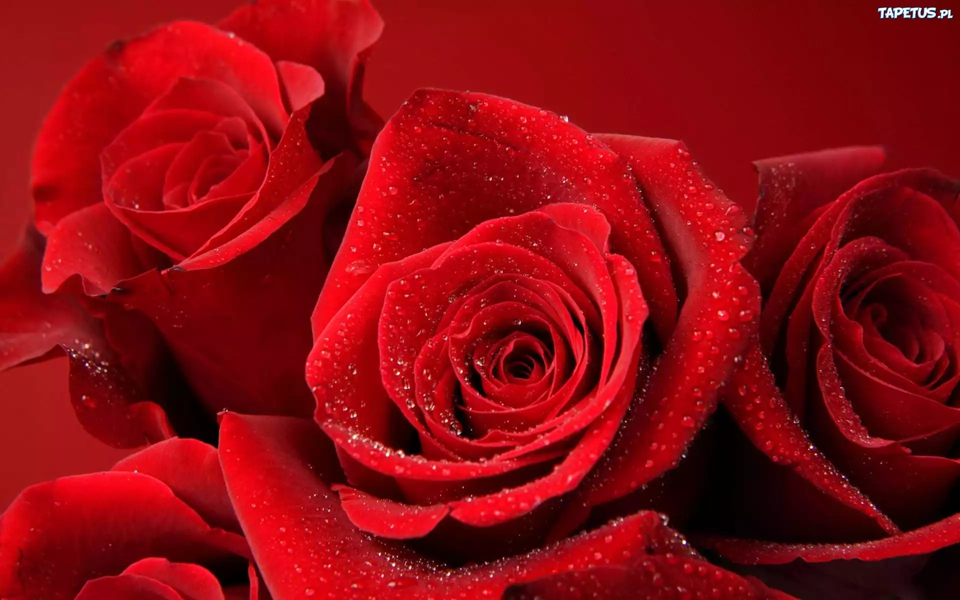 Светы картинка. Красные розы. Роскошные красные розы. Самые красивые красные цветы. Красные розы открытка.