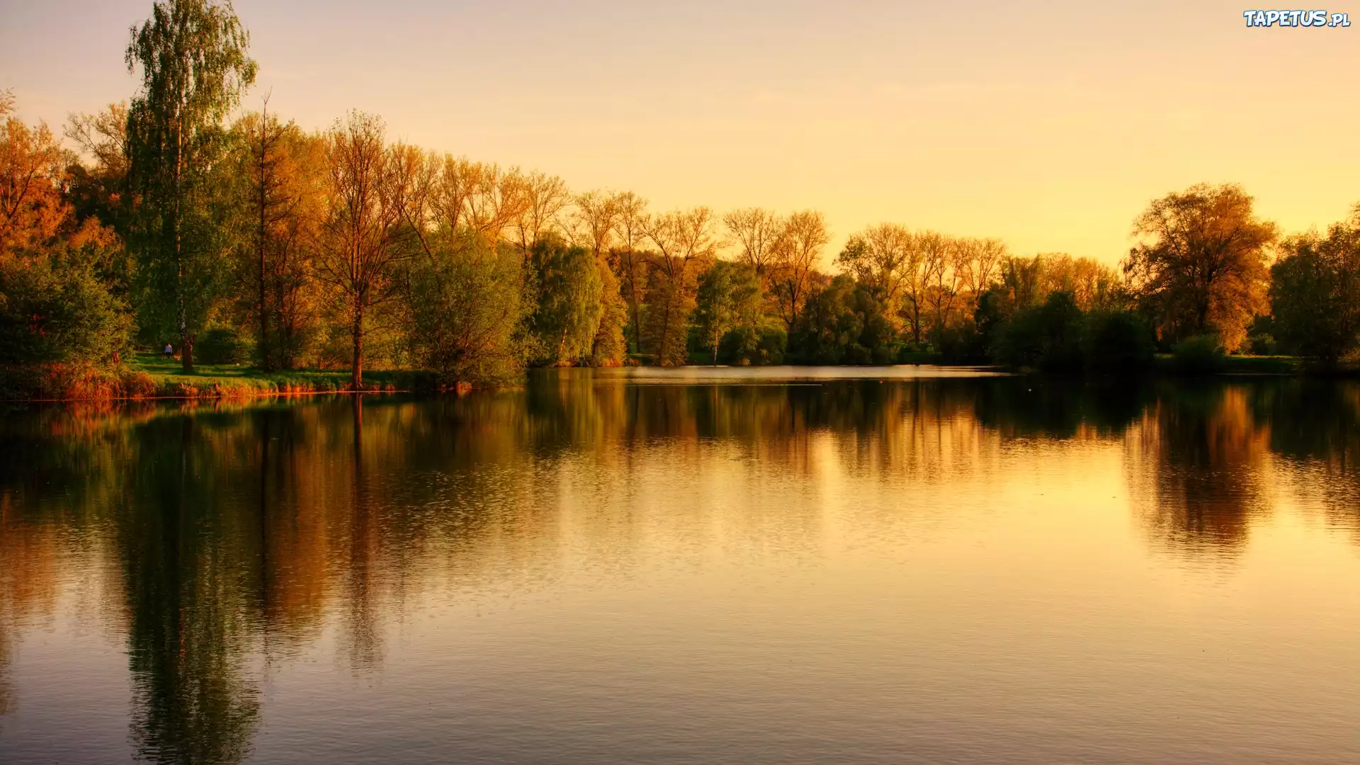 Jezioro, Drzewa, Park