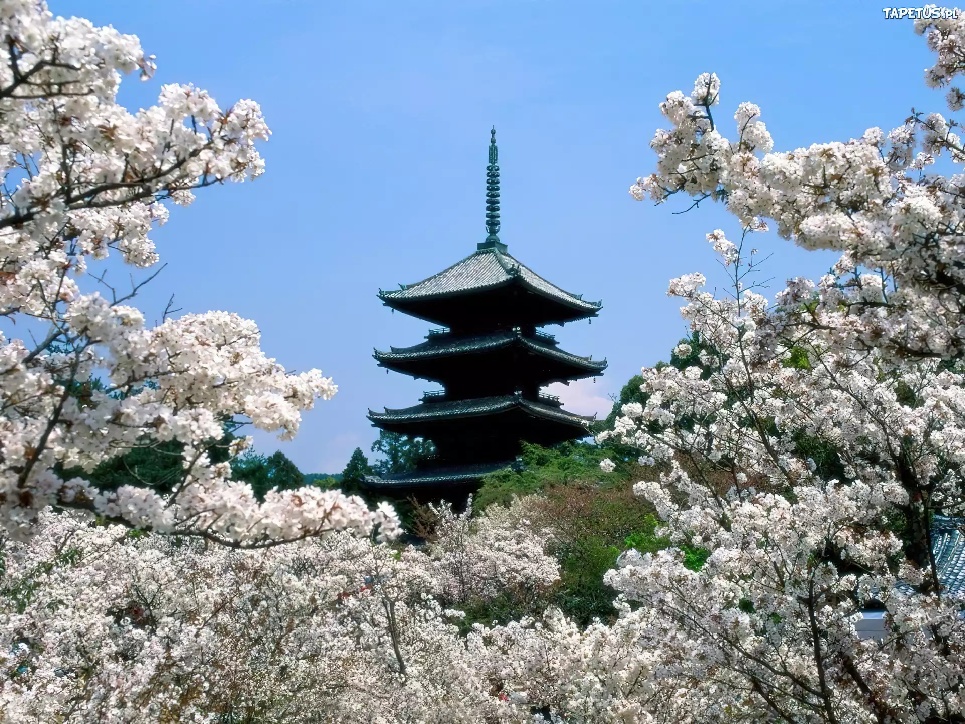 Japonia, Budowla, Kwitnące, Wiśnie