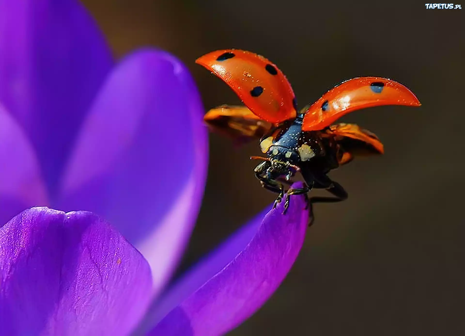 Biedronka, Krokus