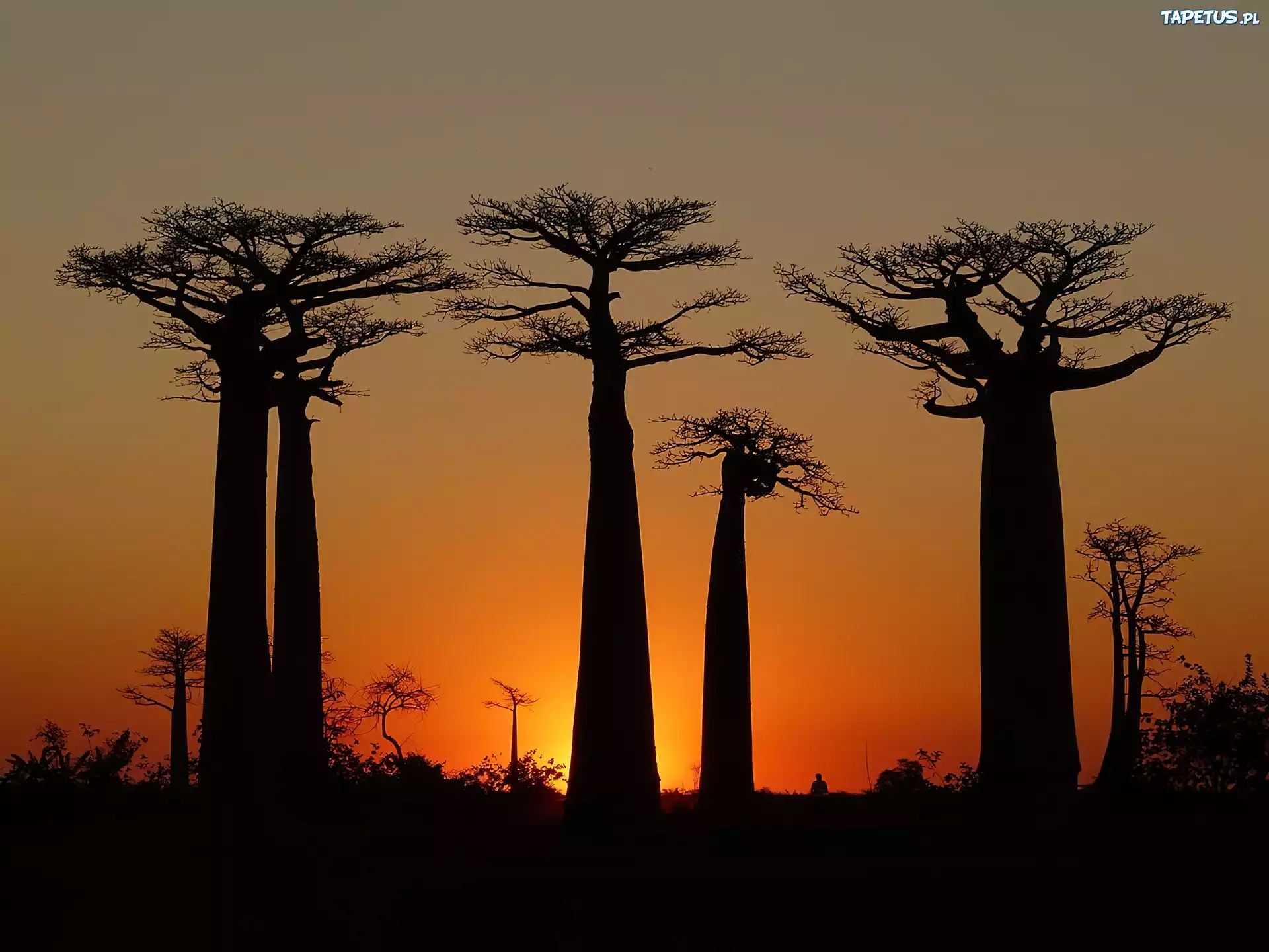Drzewa, Baobab, Zachód Słońca