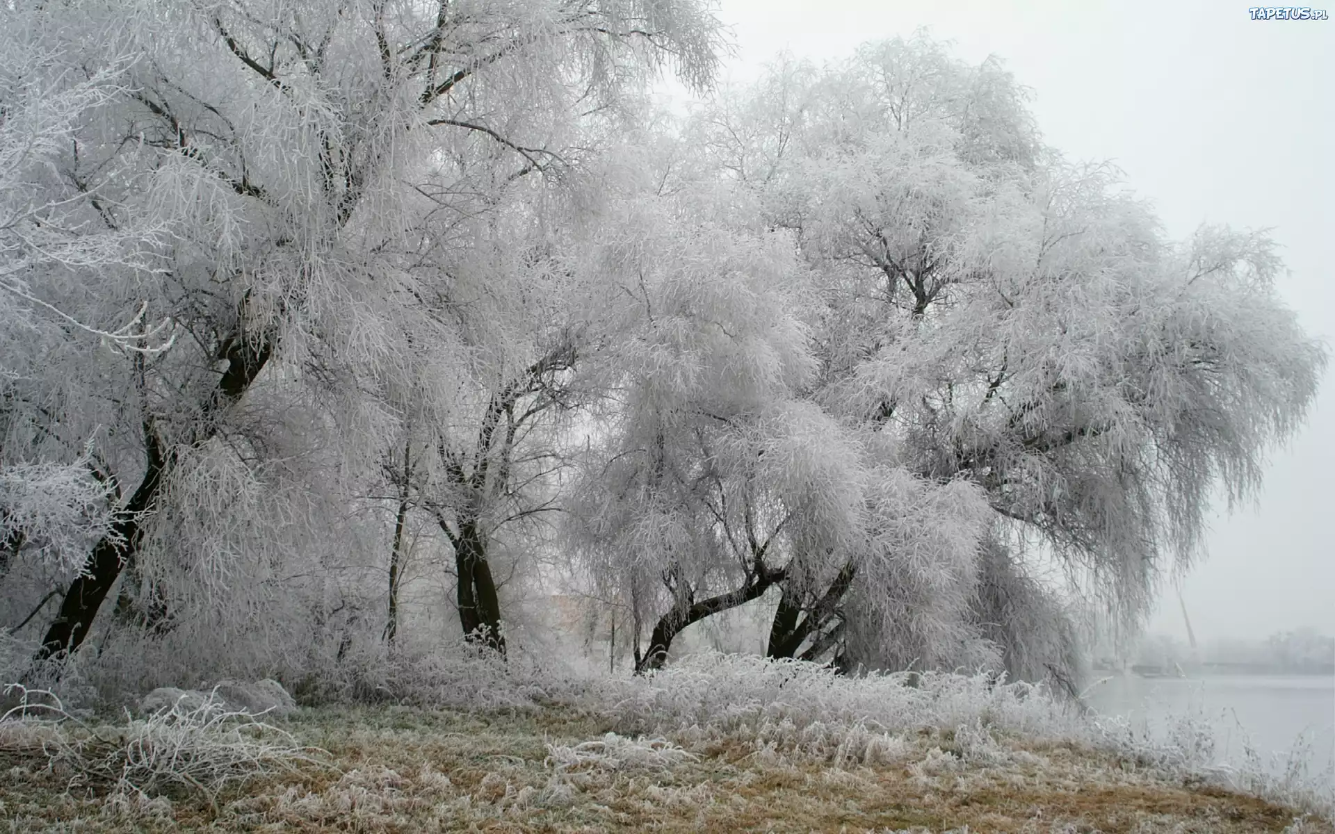 Drzewa, Zima, Szadź
