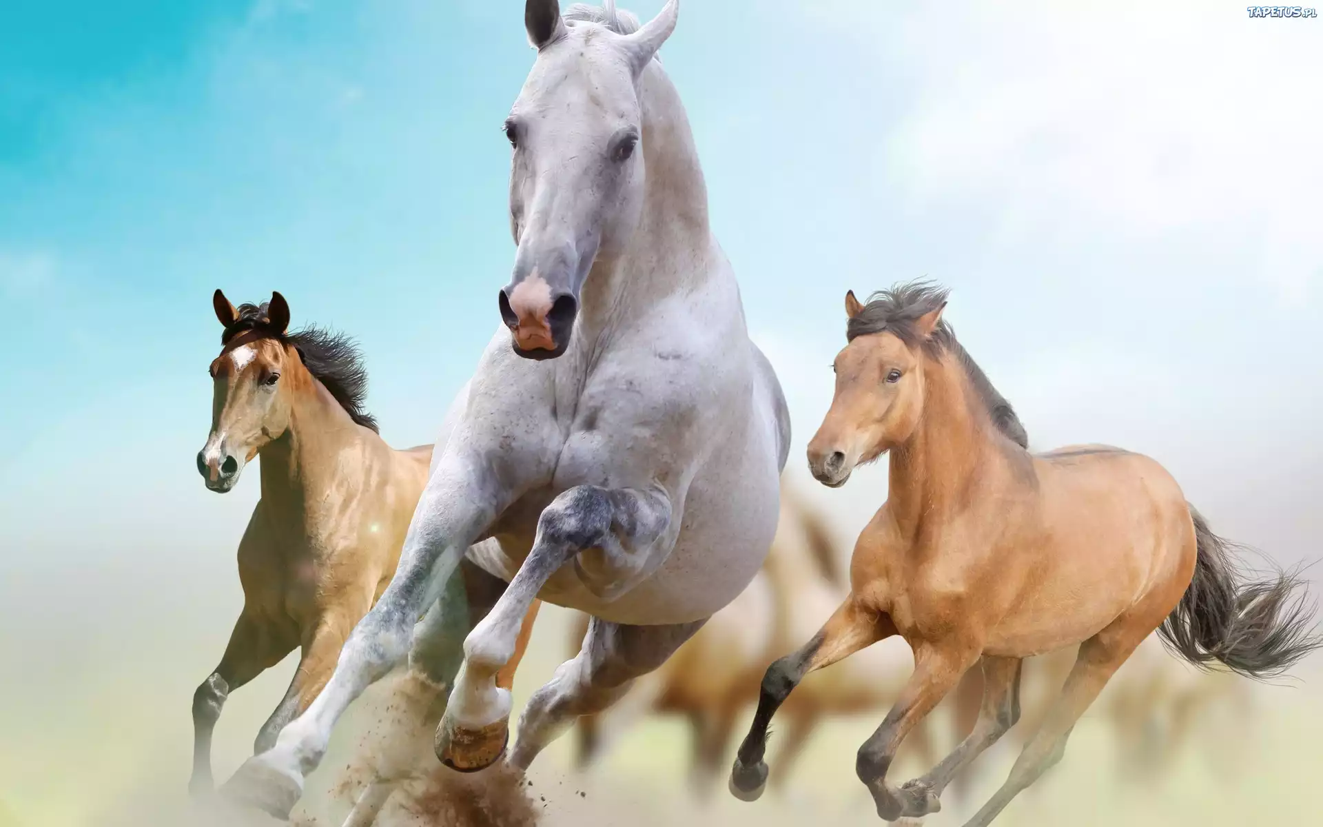 Konie, Galop