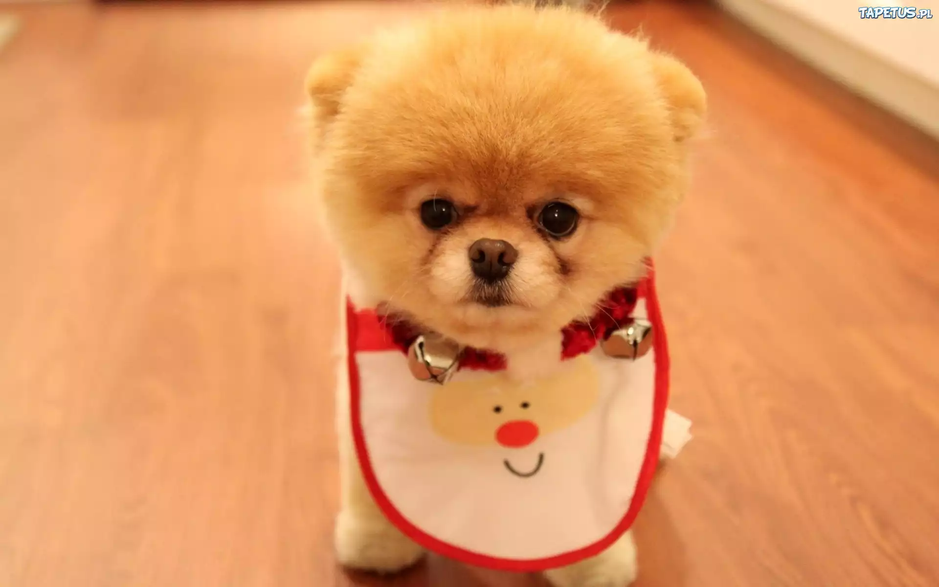 Słodki, Piesek, Pomeranian, Śliniaczek