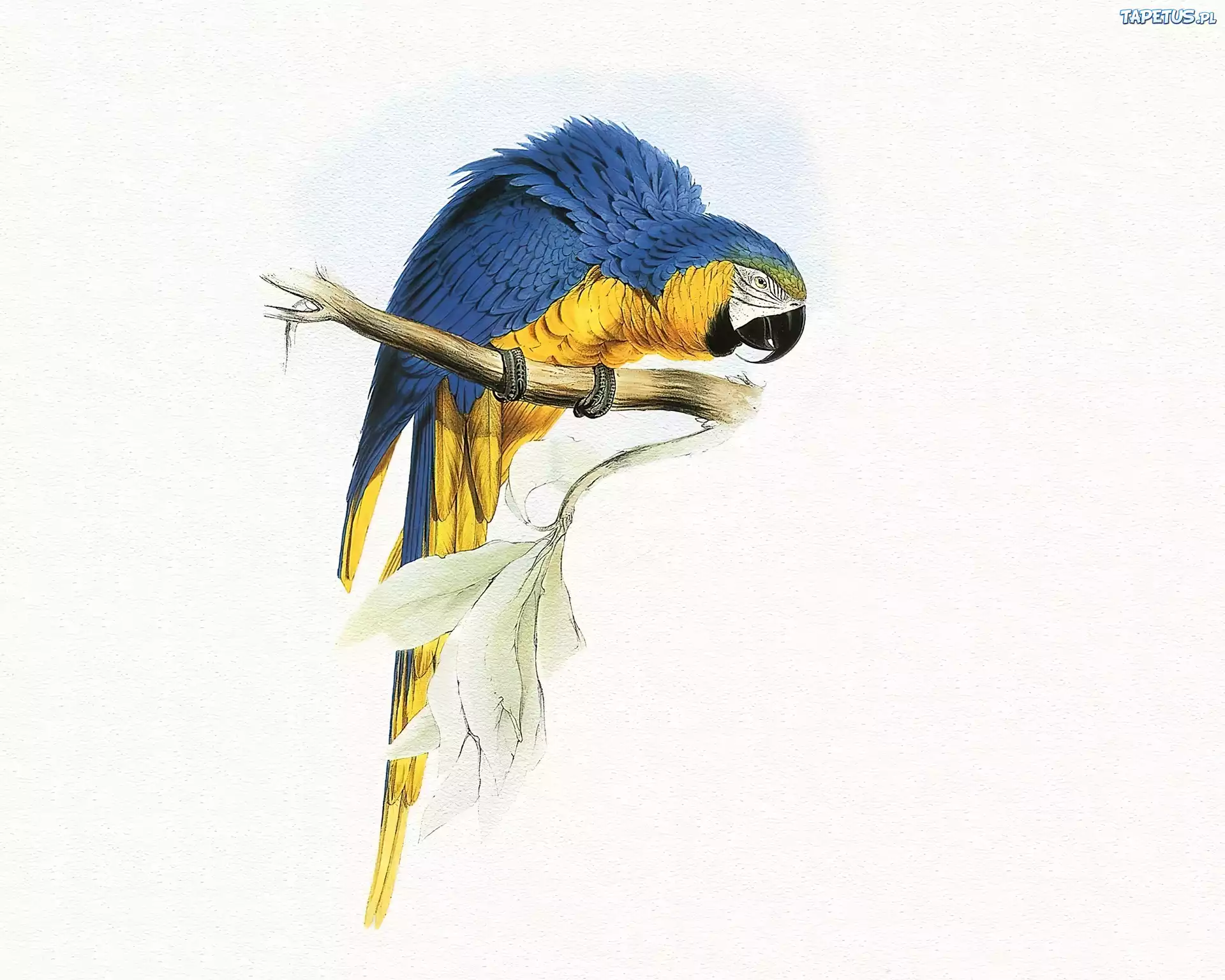 Niebiesko, Żółta, Papuga, Edward Lear