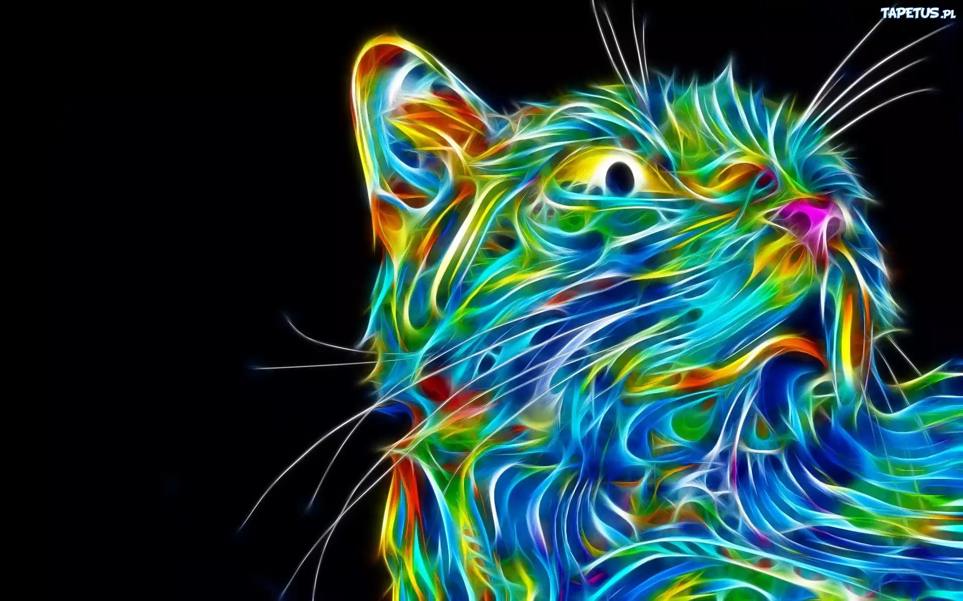 Kot, Fractalius, Grafika