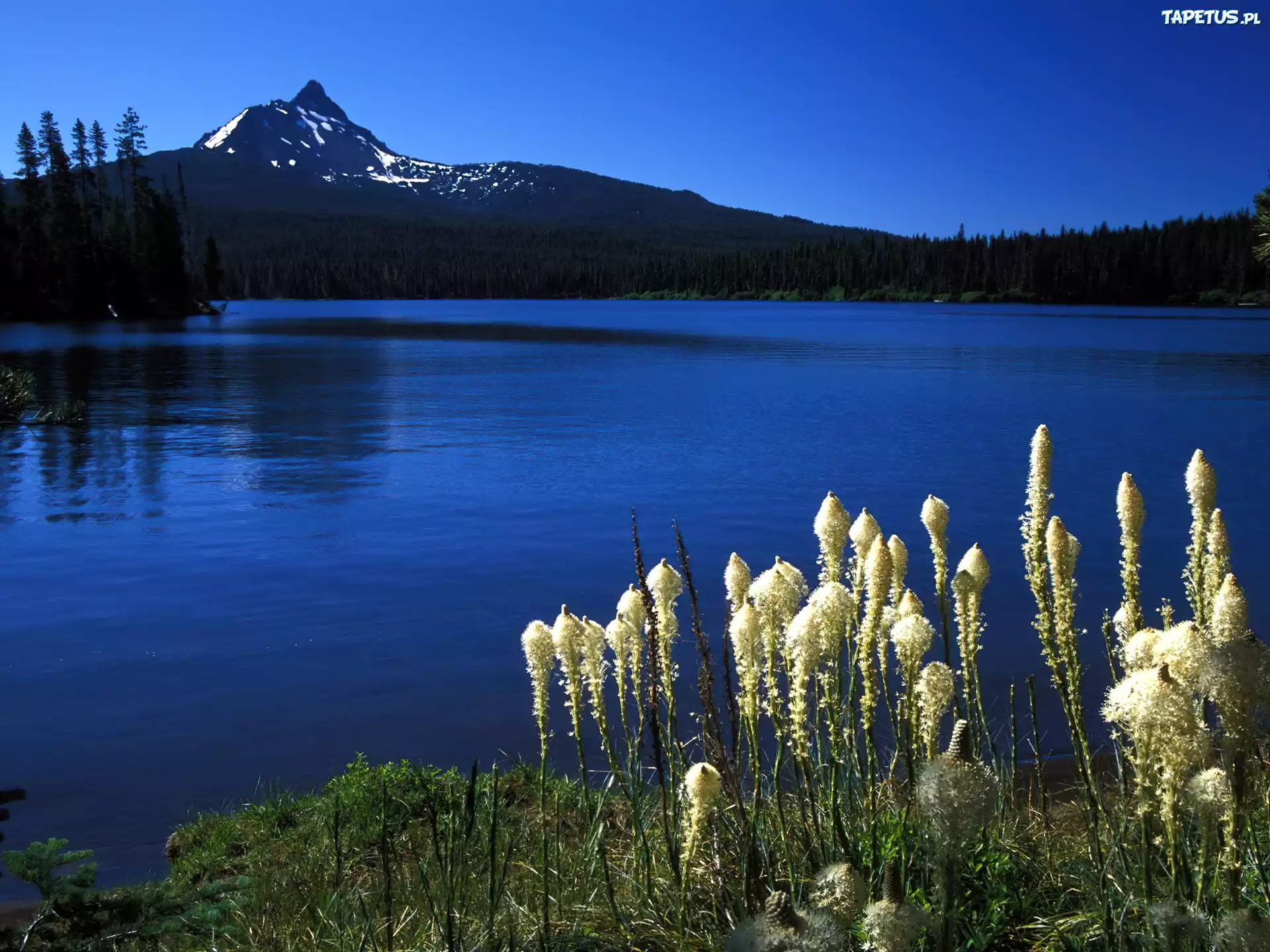Jezioro, Roślinność, Góry, Oregon